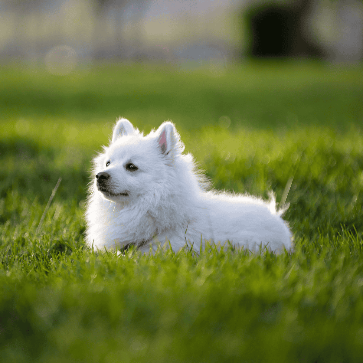 American Eskimo photo 1