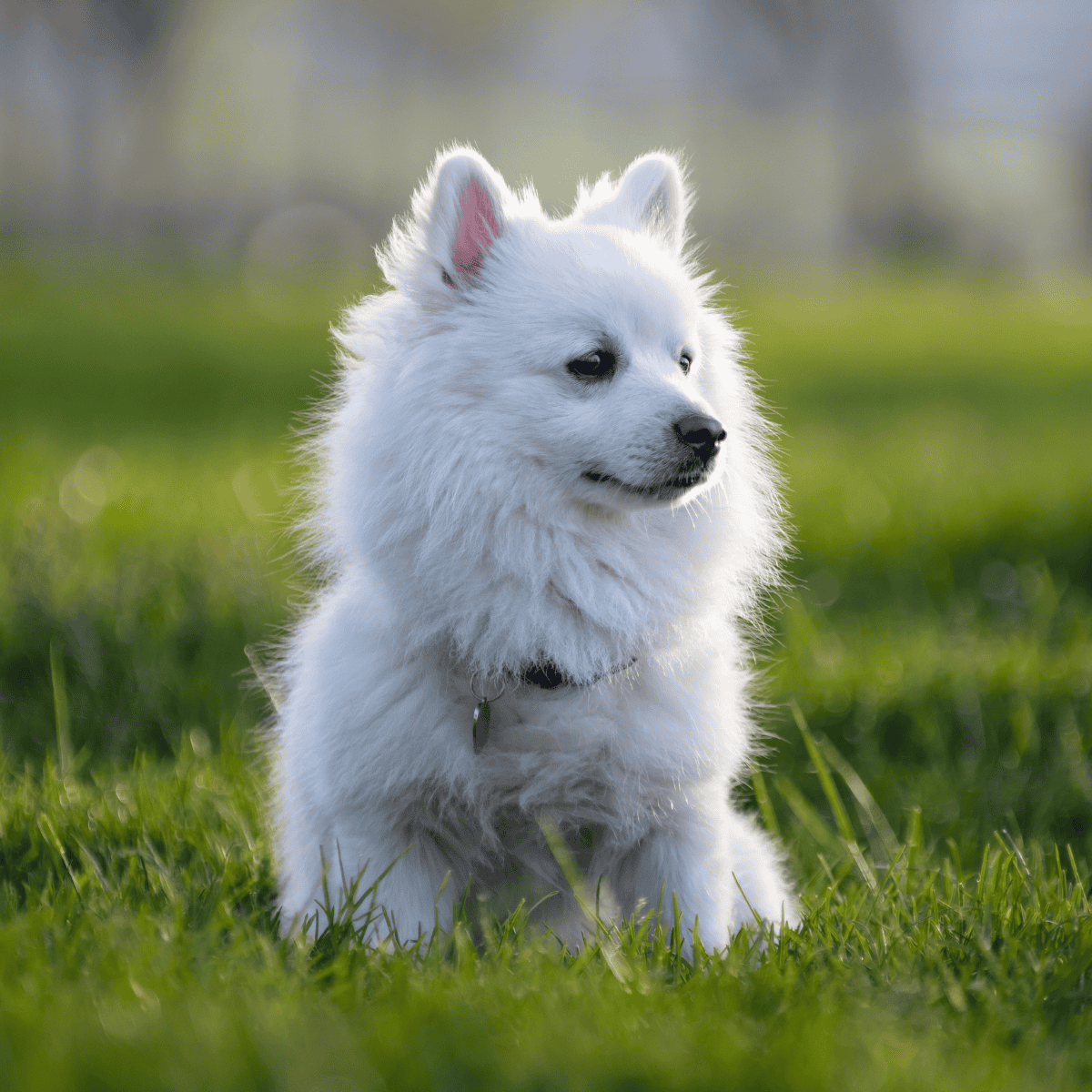 American Eskimo photo 3