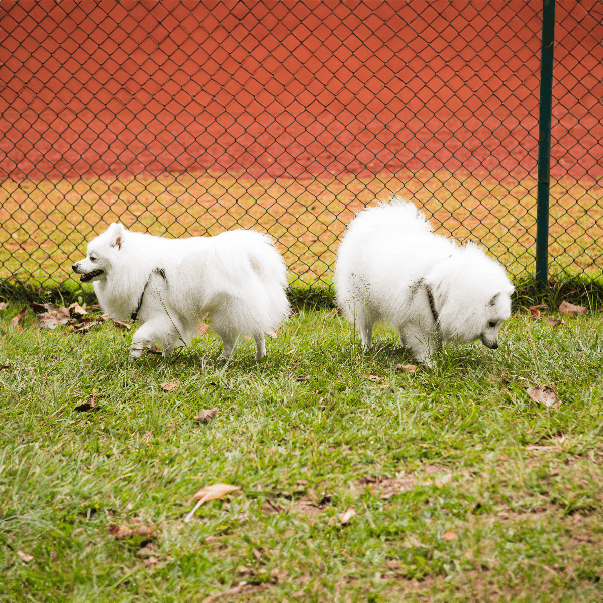 Adorable white fluffy dogs exploring a grassy yard outside.