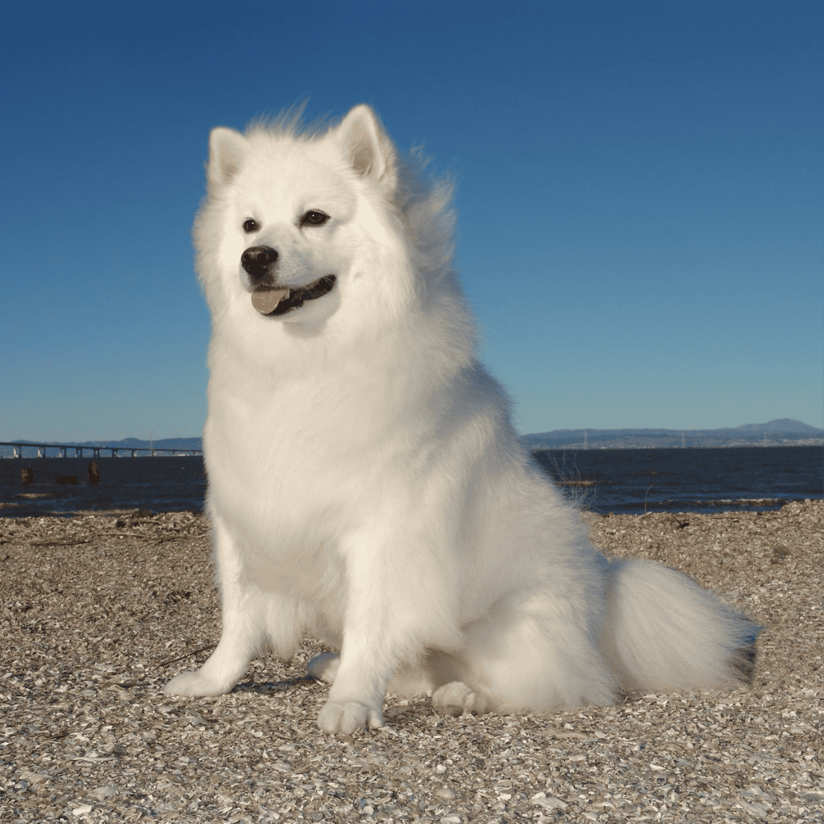 Adorable white fluffy dog sitting on pebbled beach, enjoying the outdoors by the water.