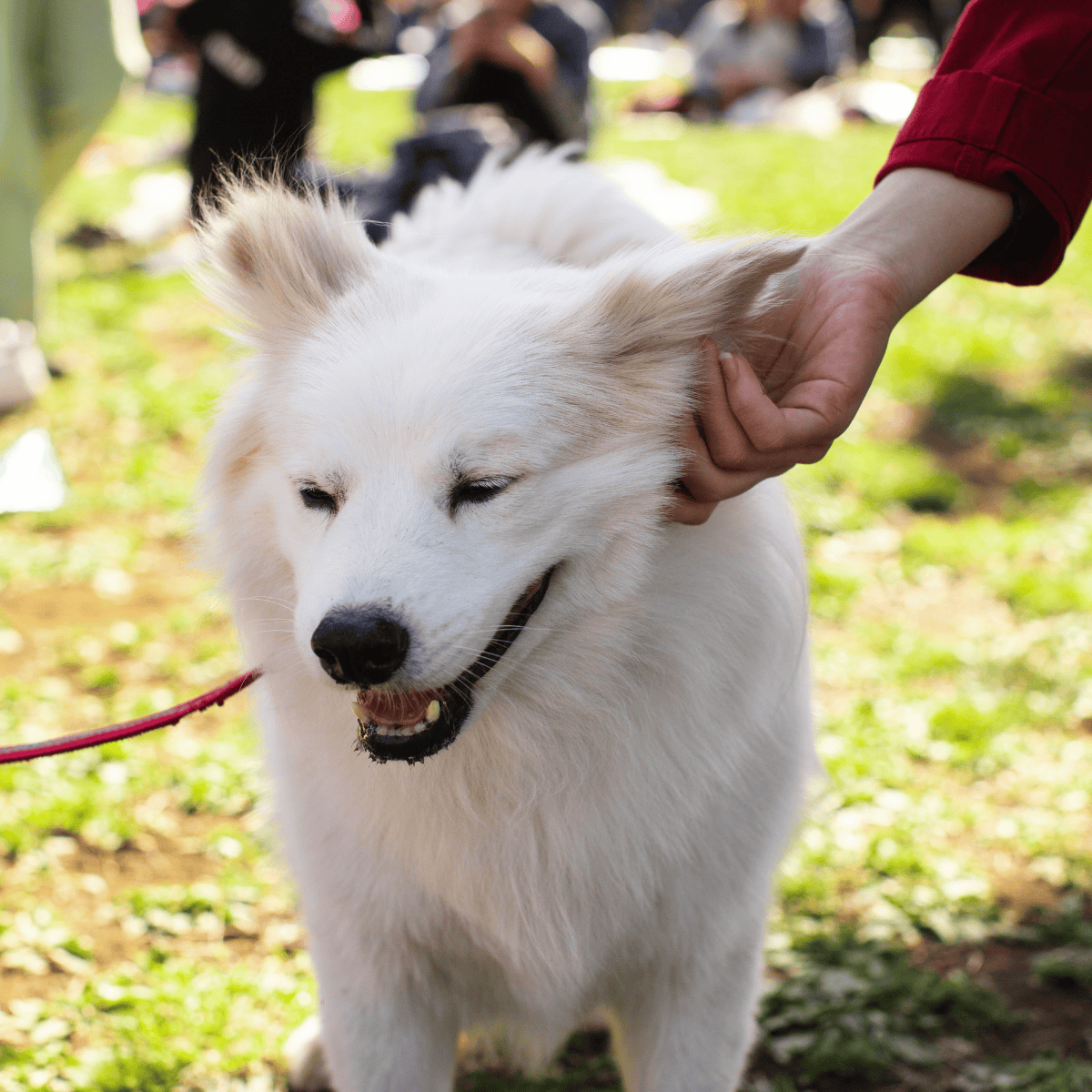 Dog petting and care at dogfix.com, peaceful dog enjoying outdoor affection.