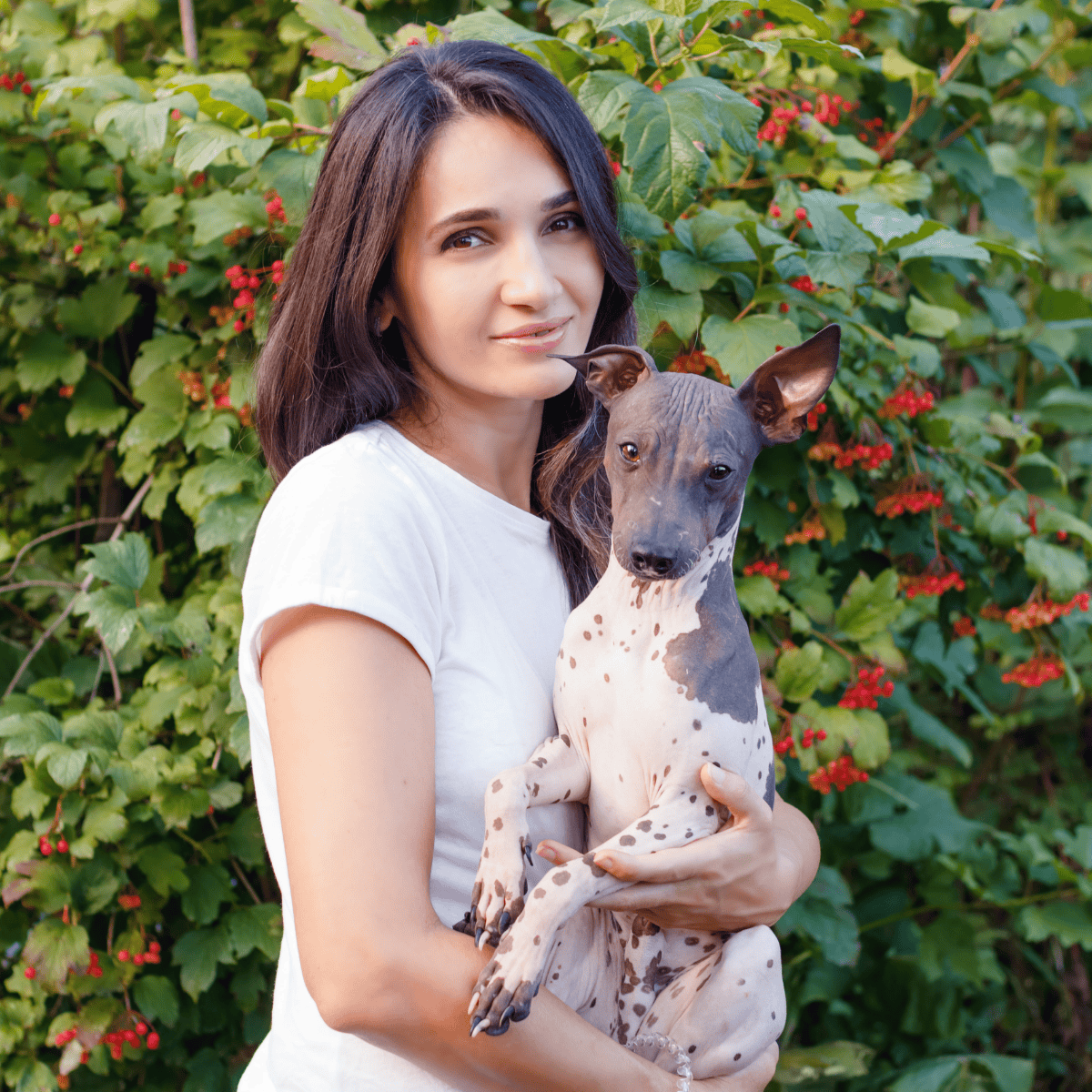 American Hairless Terrier overview