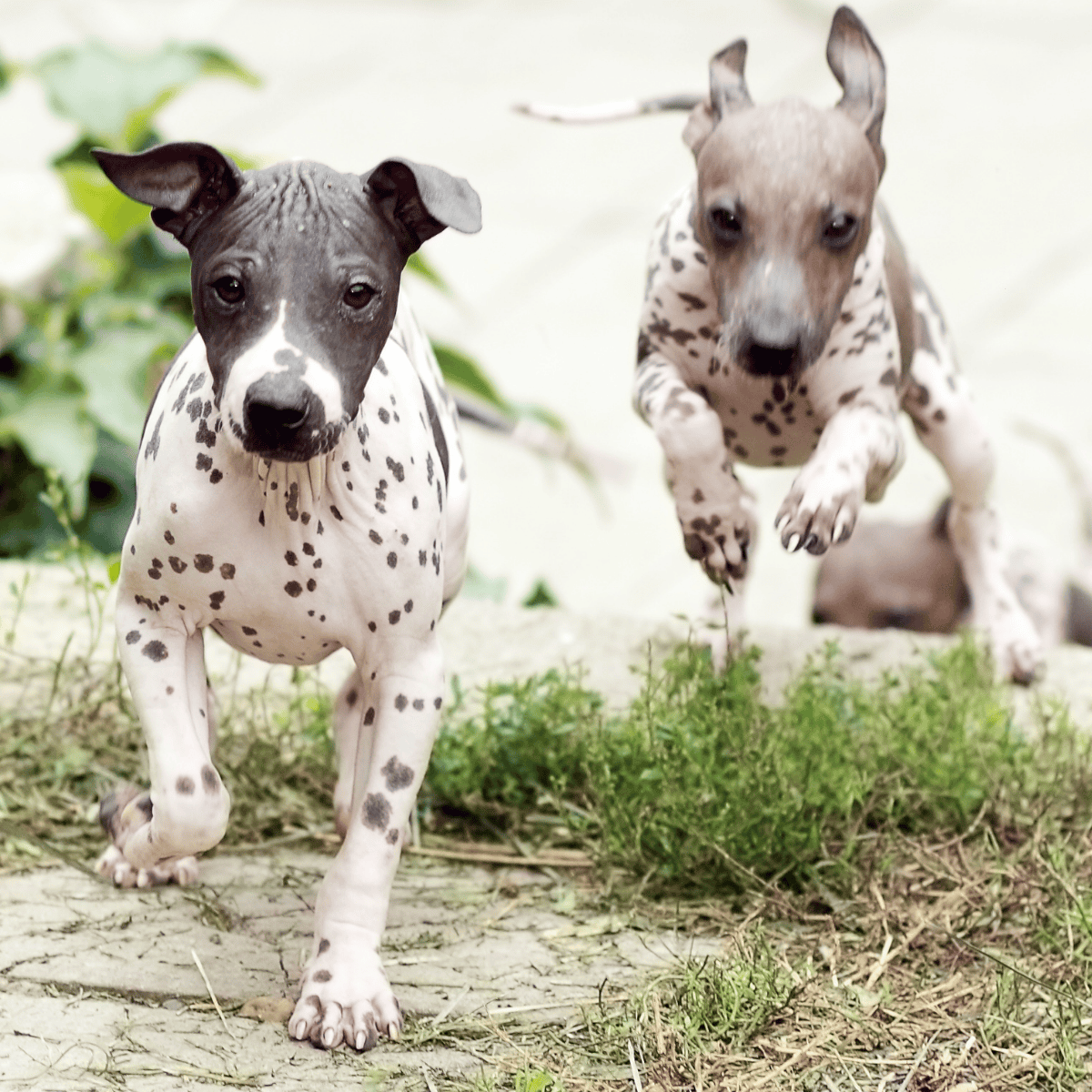 American Hairless Terrier Exercise