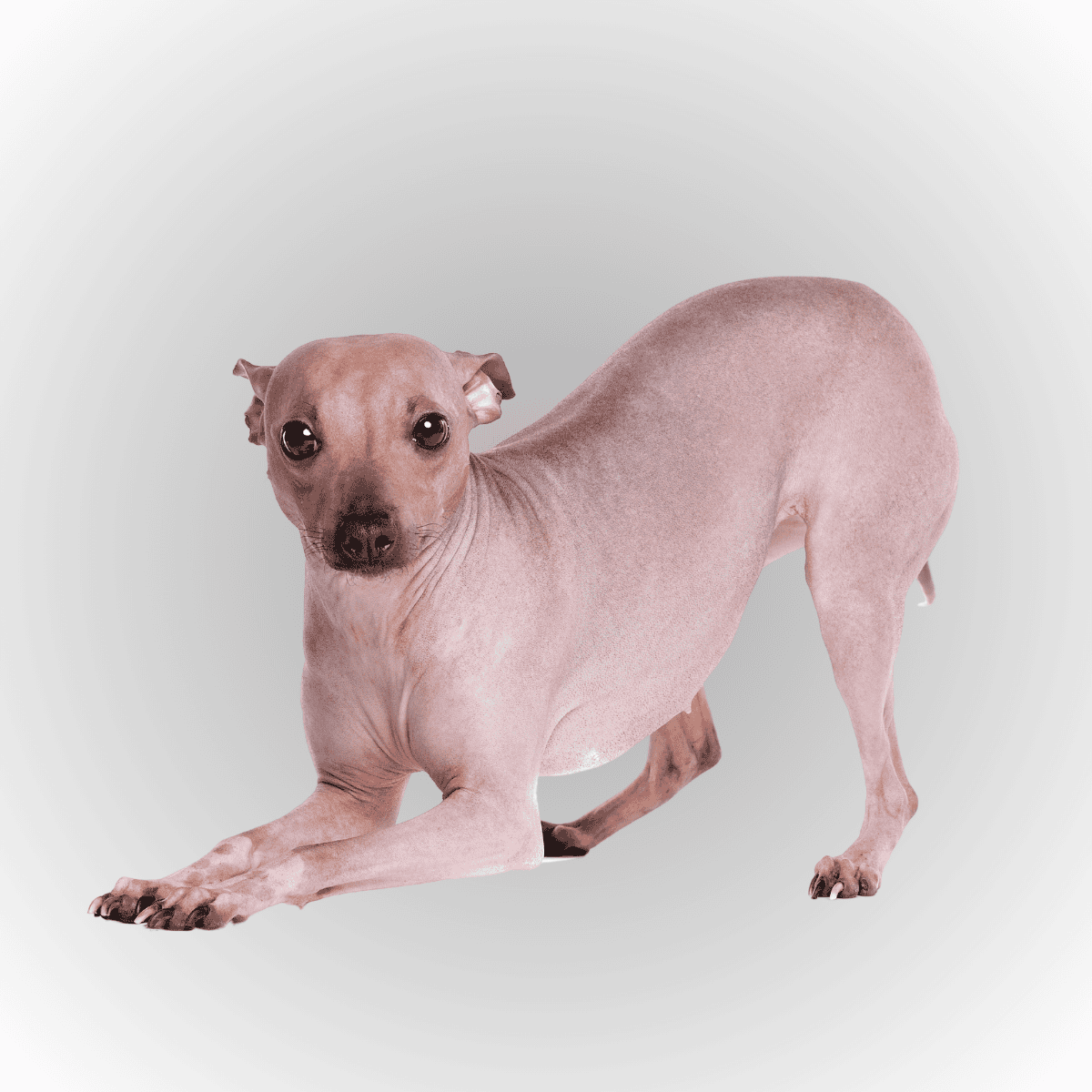 American Hairless Terrier Final Thoughts