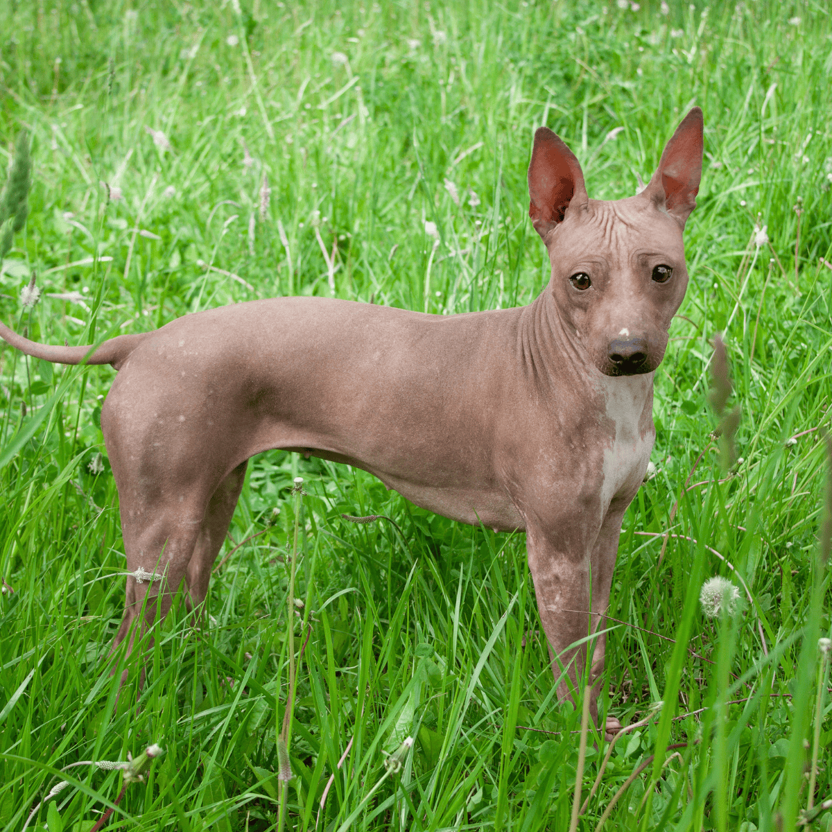 American Hairless Terrier photo 3