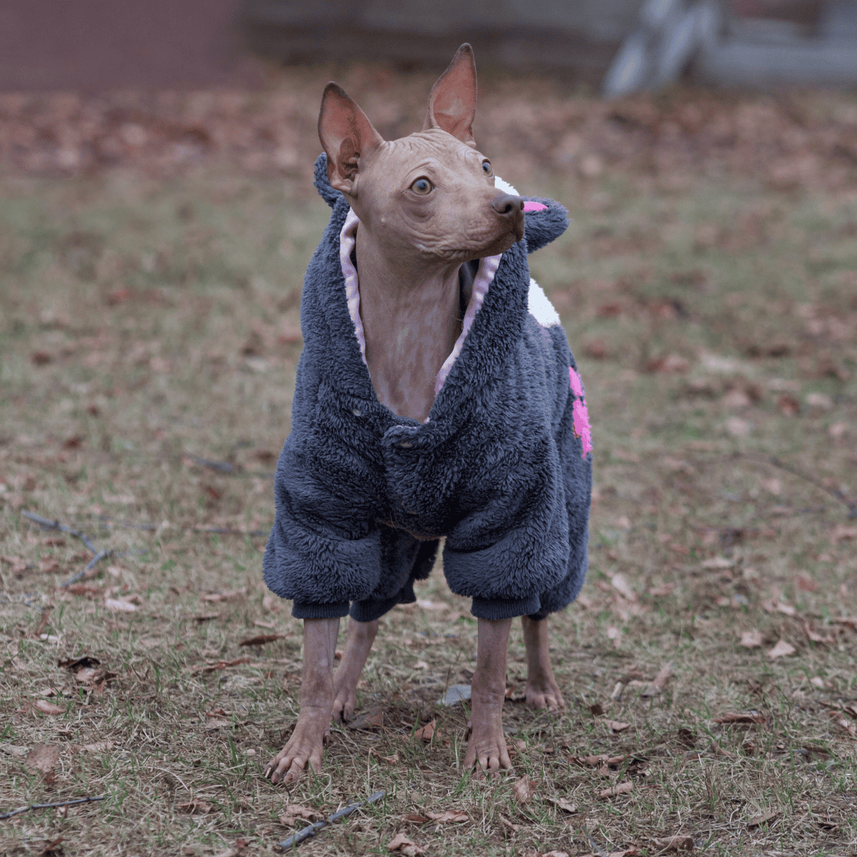 Adorable Italian Greyhound dog wearing a soft, warm puppy jacket outdoors.