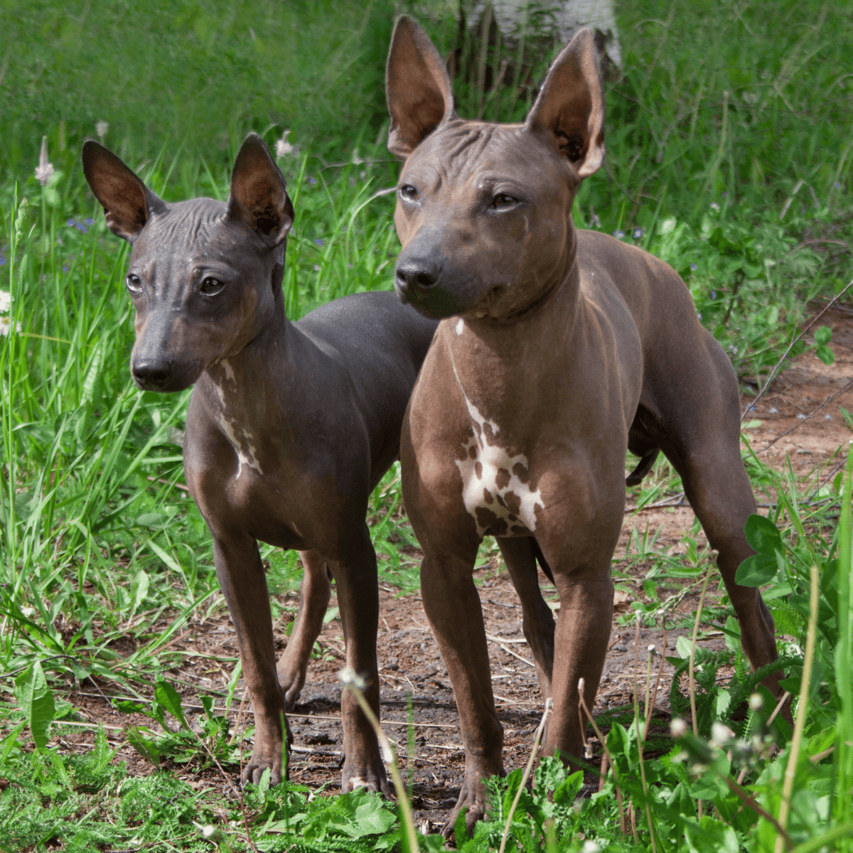 Adorable Italian Greyhound puppies standing in lush green grass, showcasing sleek, short-haired coats and alert ears.