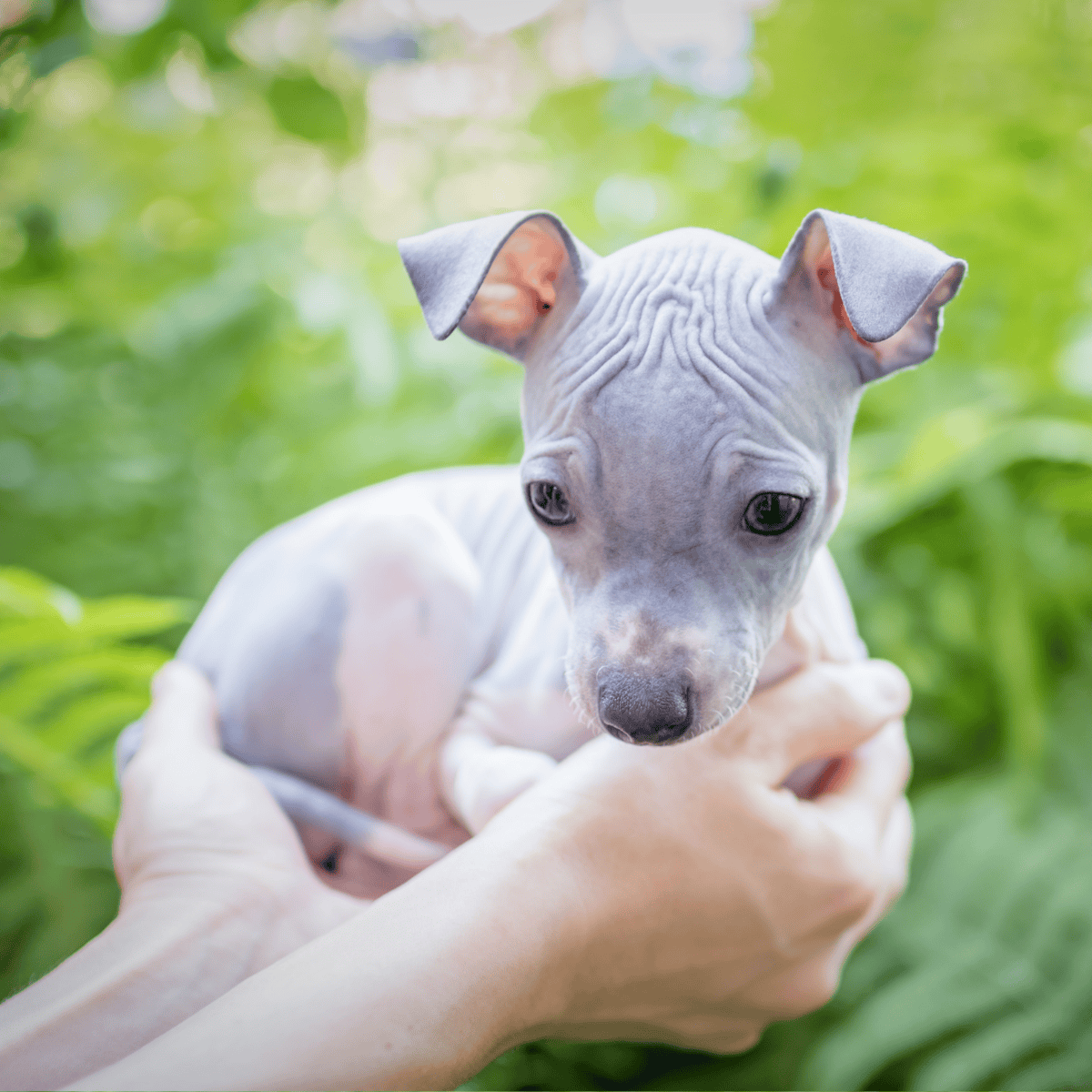 Adorable puppy with wrinkled skin and floppy ears, held gently in hands outdoors.