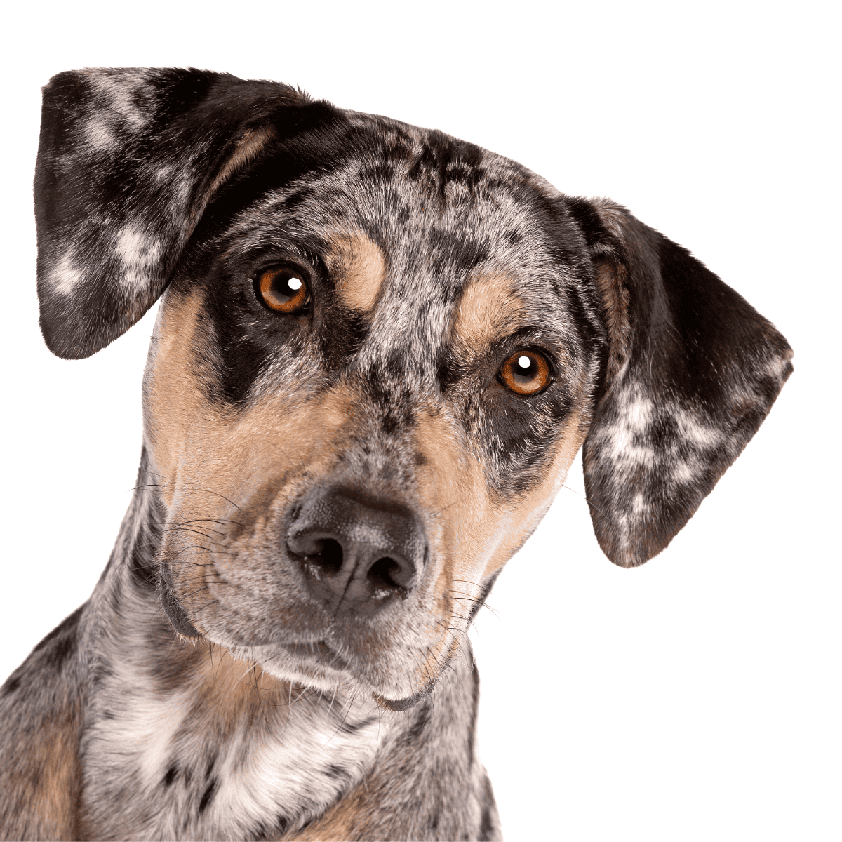 American Leopard Hound photo 3