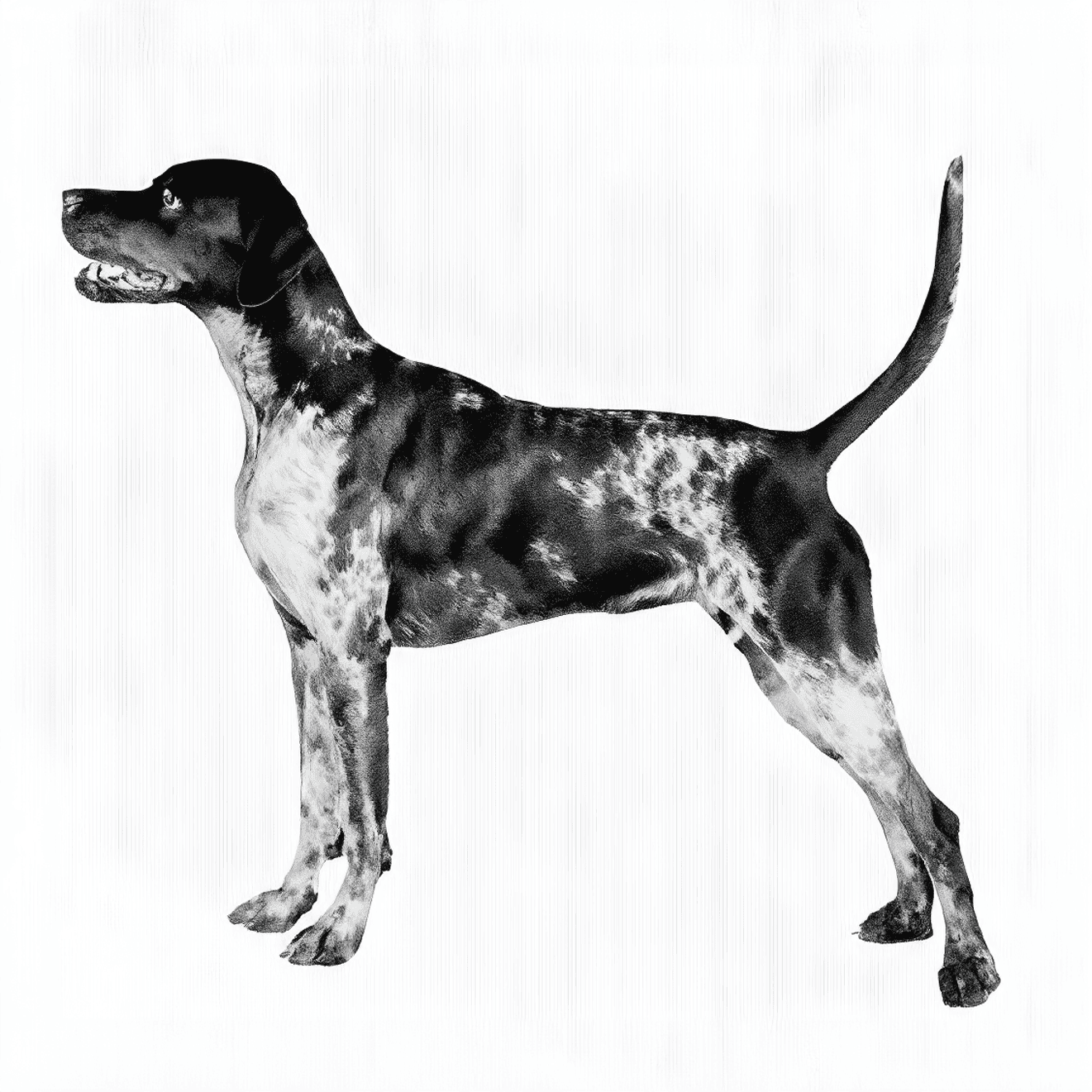 American Leopard Hounds are descendants of the Treeing Walker Coonhound.