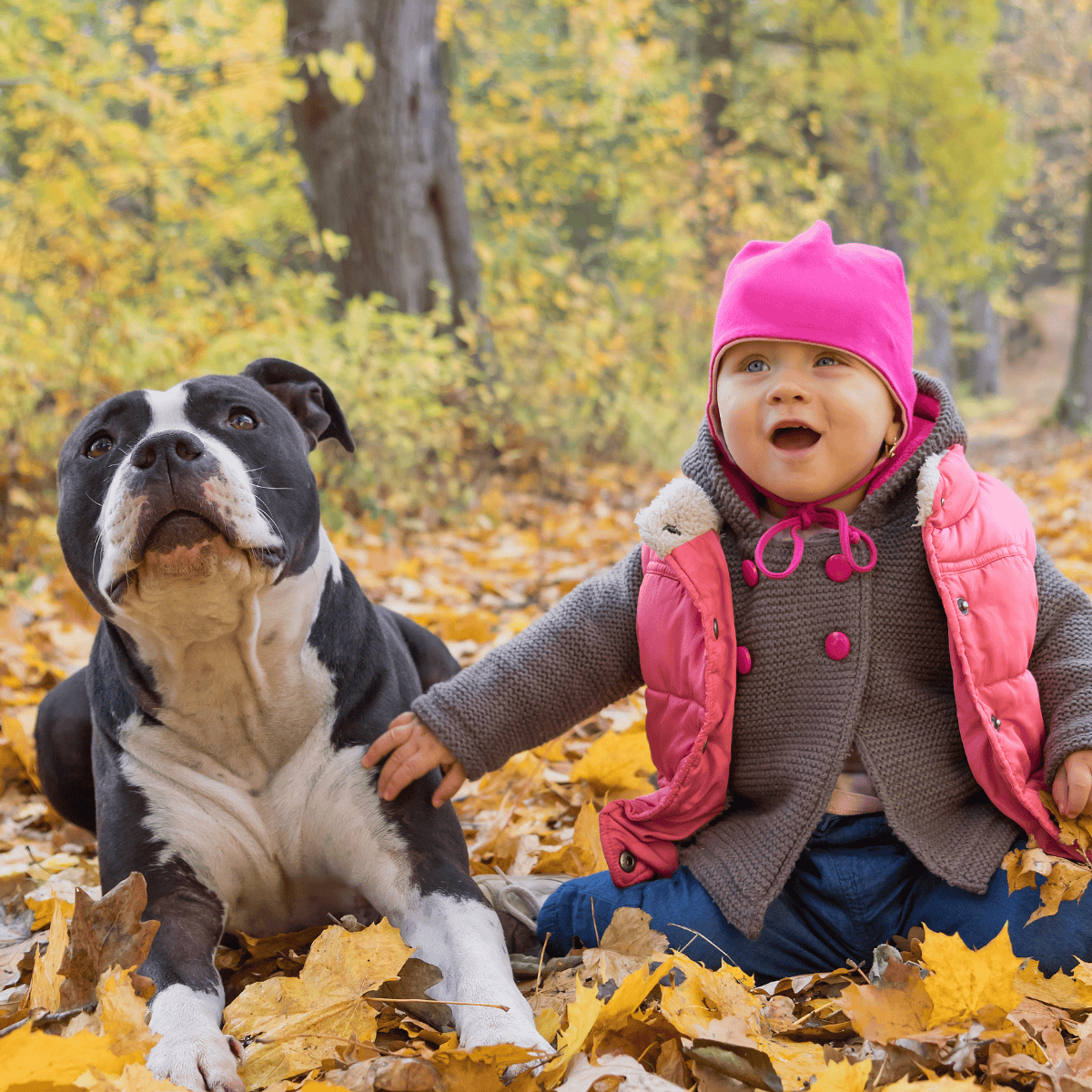 Adorable child and dog exploring autumn park scenery.