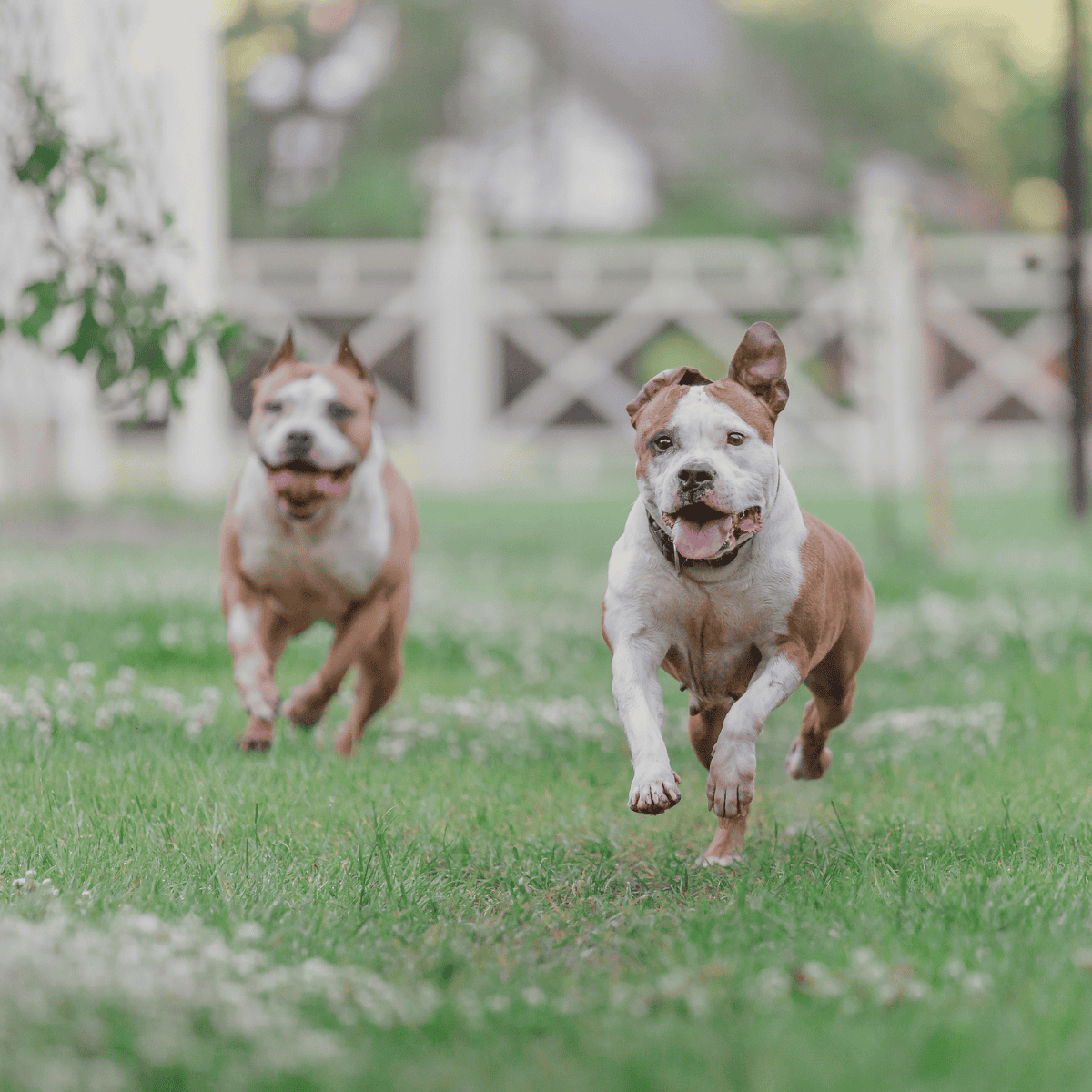 American Staffordshire Terrier characteristics