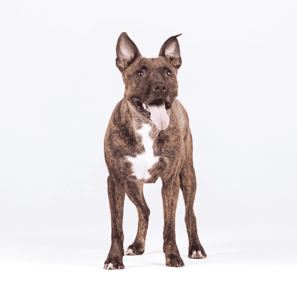 American Staffordshire Terrier photo 2