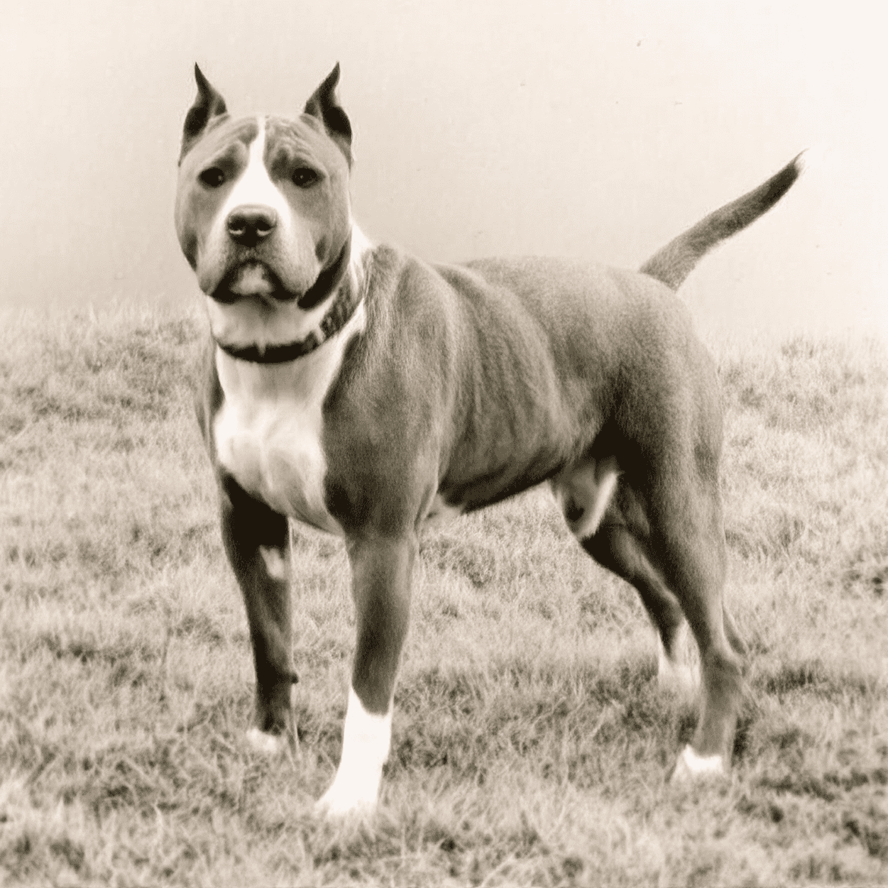 American Staffordshire Terrier Notable War Heroes