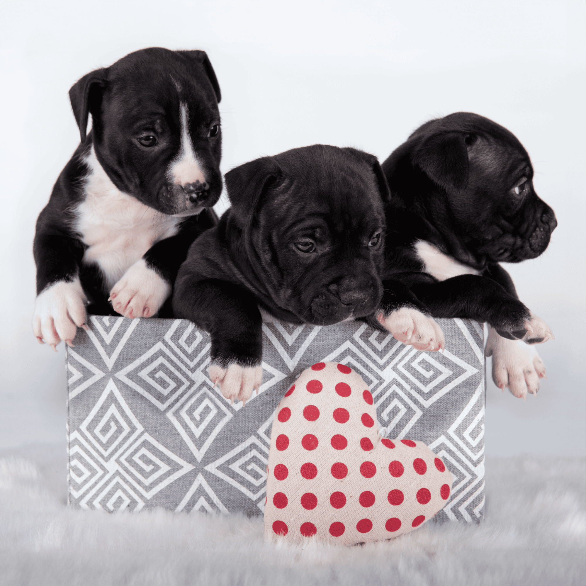 American Staffordshire Terrier Puppies