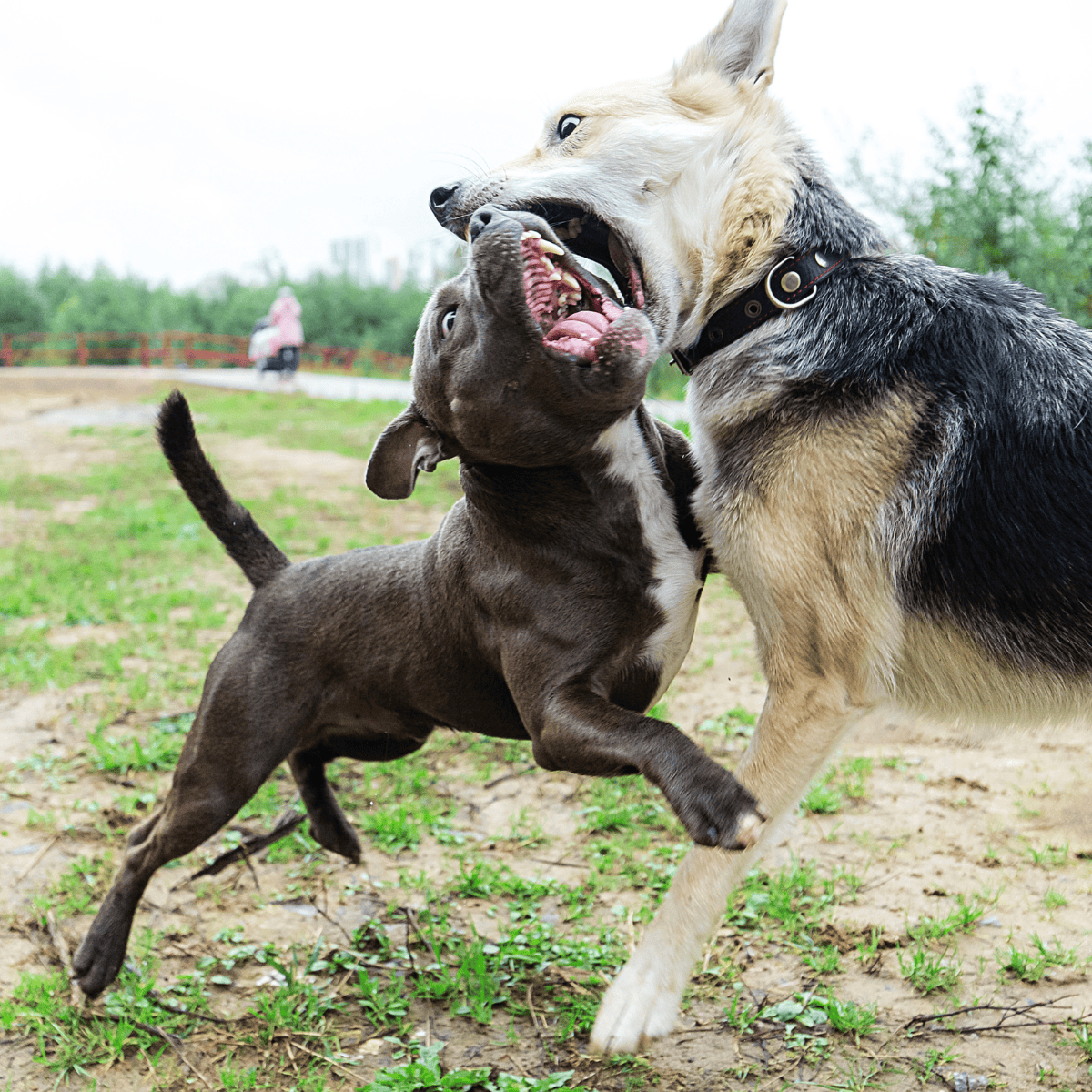 American Staffordshire Terriers Were Originally Bred to Fight