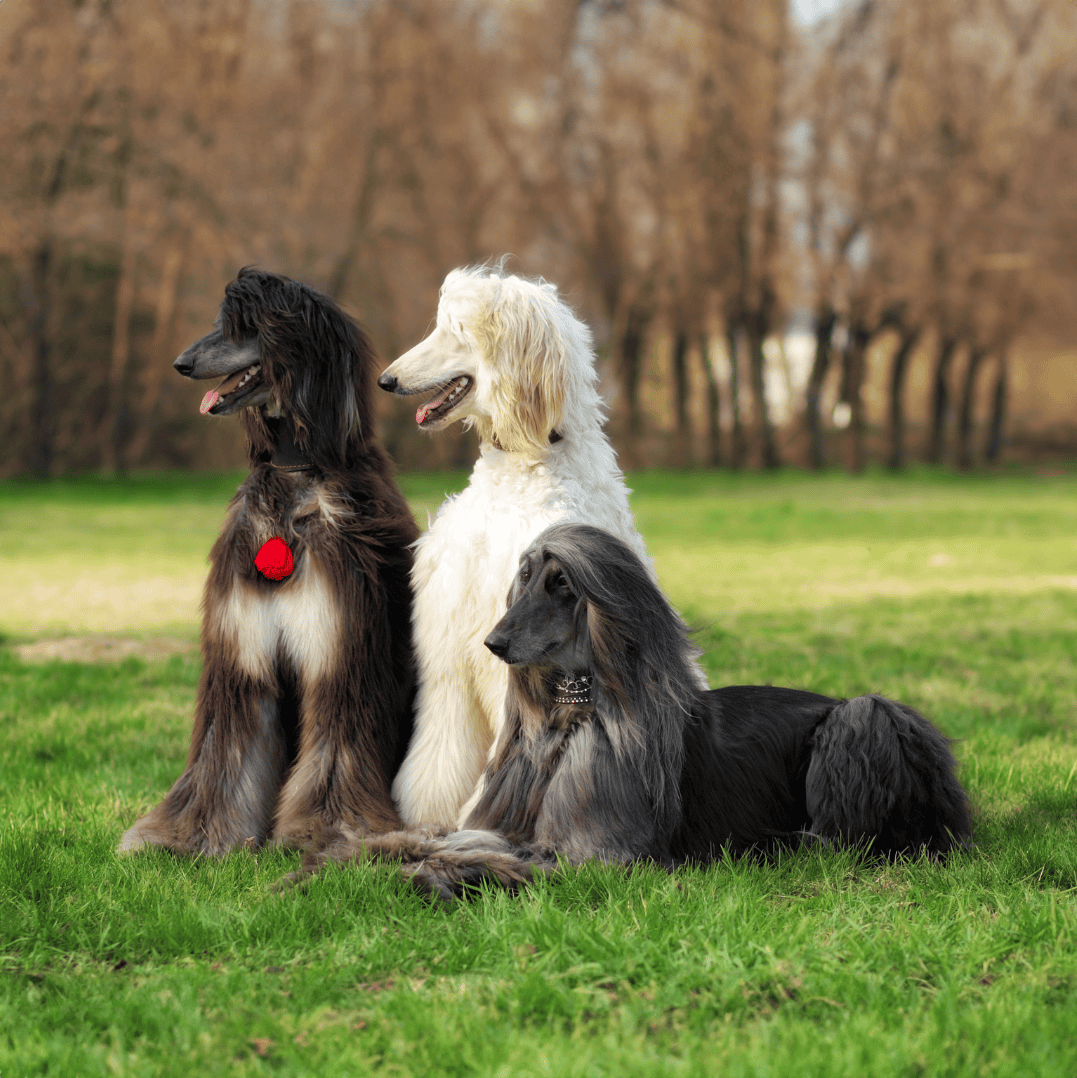 An Afghan Hound Was The First Dog Ever Cloned!