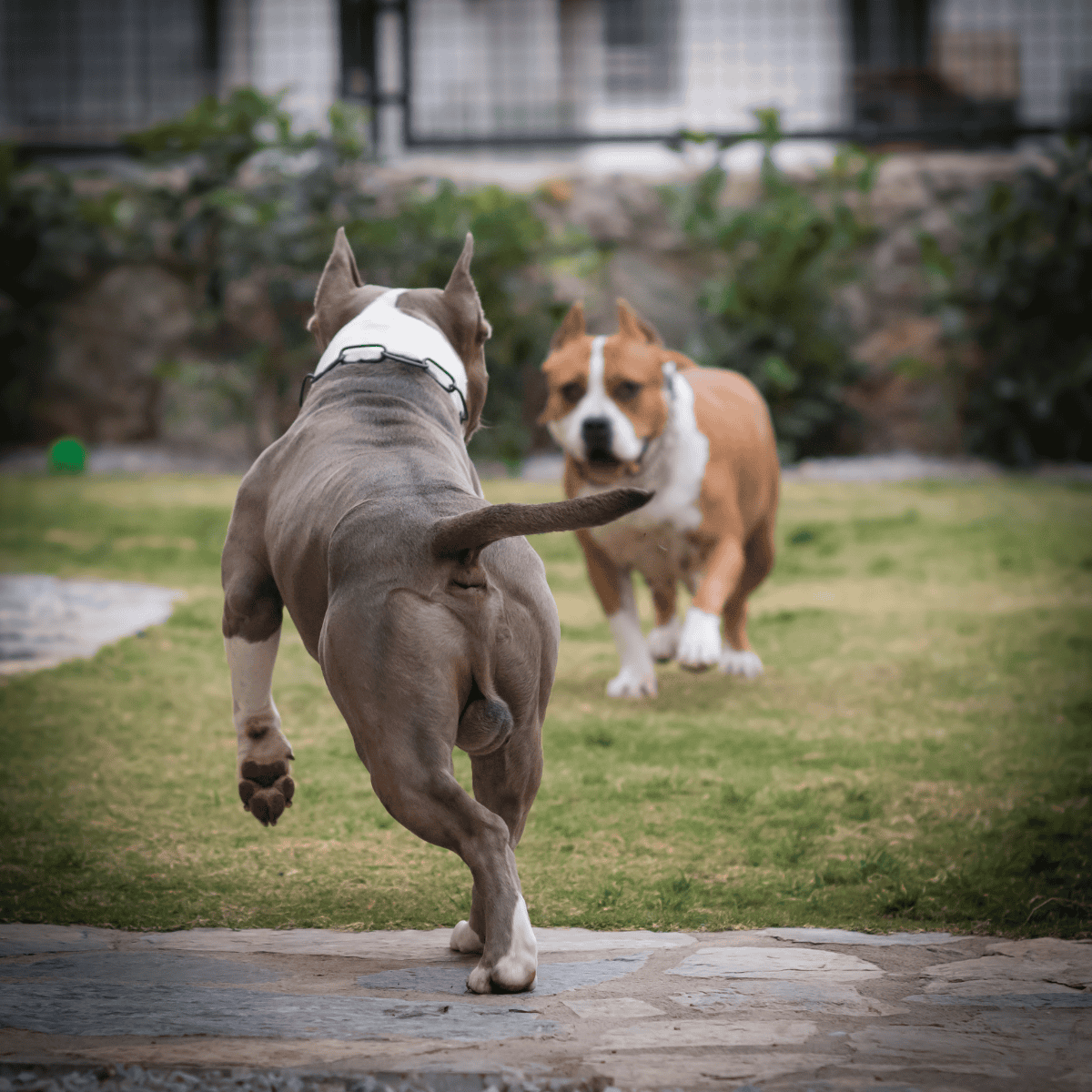 How Pit Bulls Became American Staffordshire Terriers