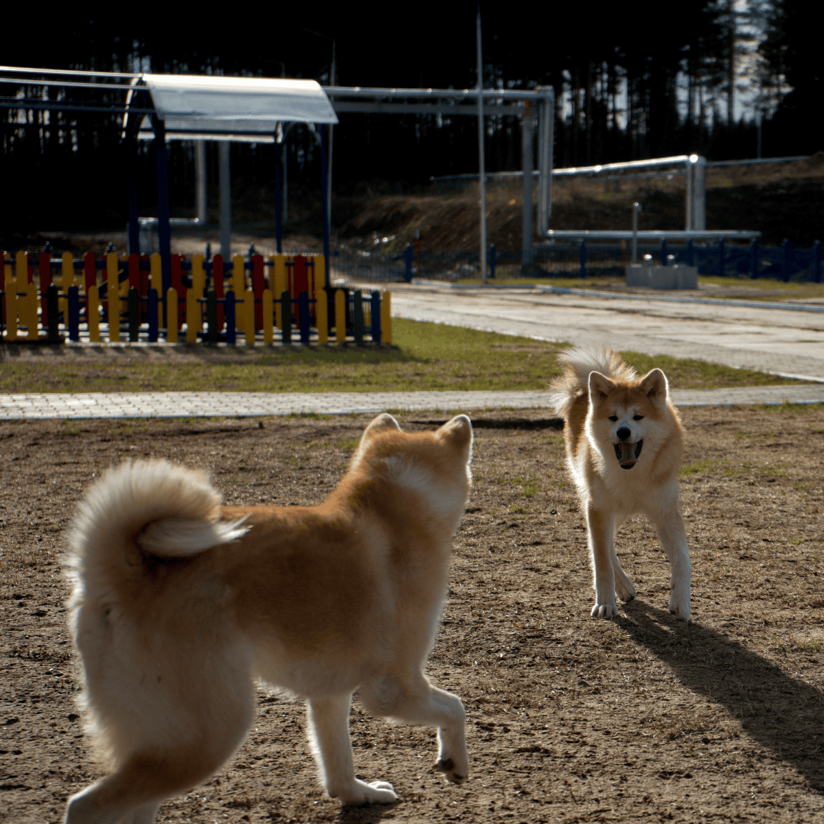 Temperament & Intelligence Of The Akita
