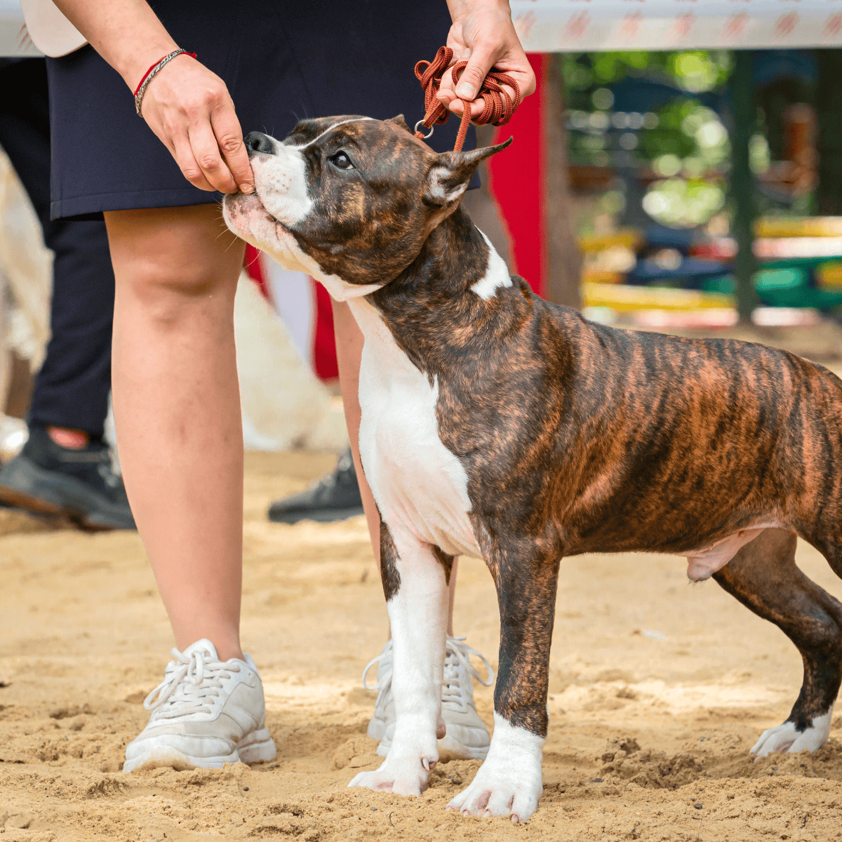 Temperament & Intelligence Of The American Staffordshire Terrier