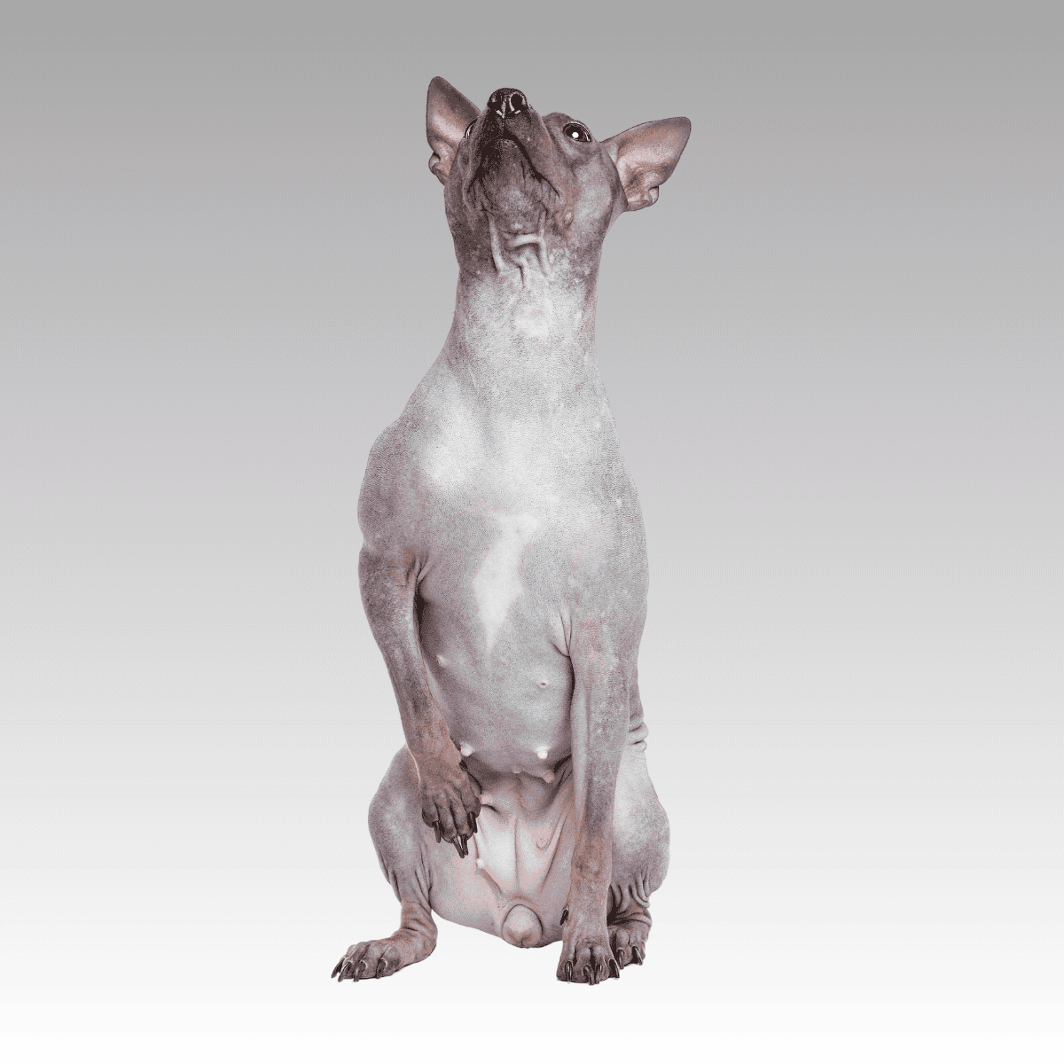 The American Hairless Terrier Has Long Toes