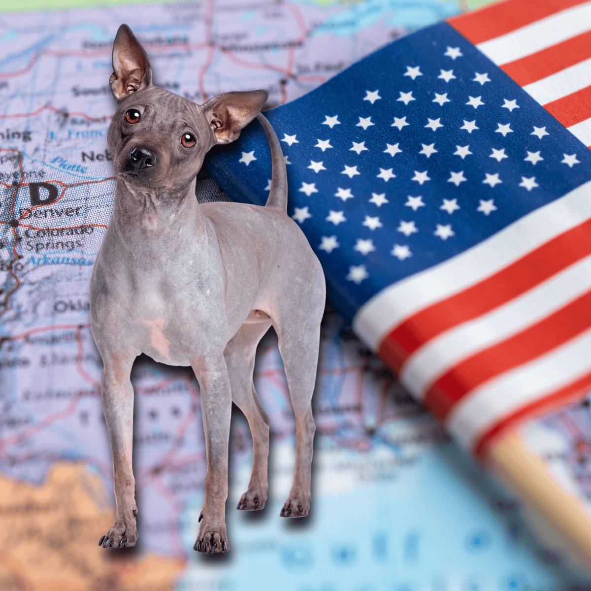 The American Hairless Terrier is the First Hairless Breed to Come From the United States