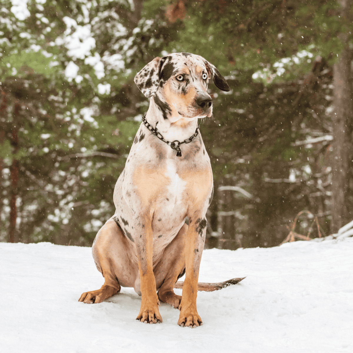 The American Leopard Hound has a distinct coat pattern.