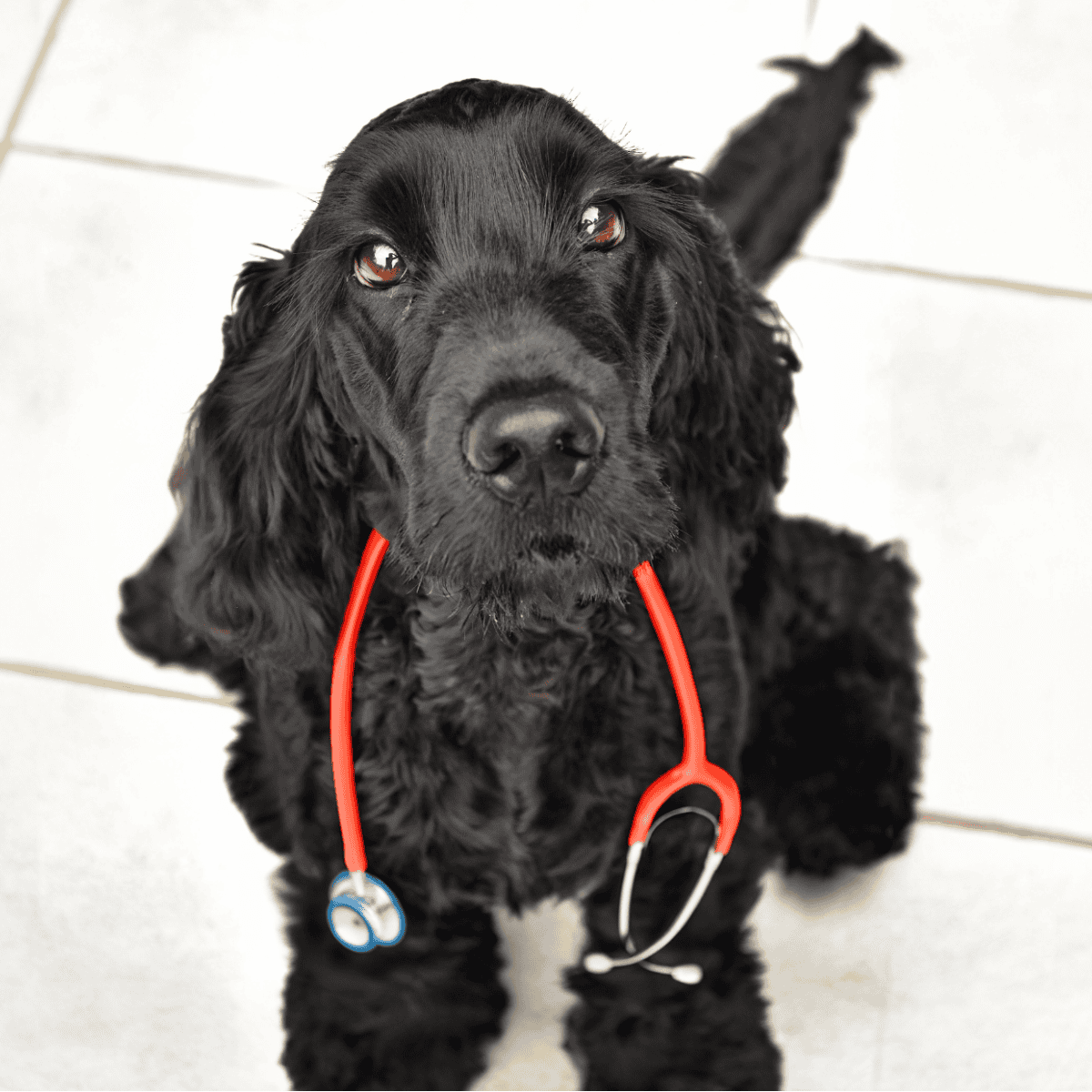 Alt text: Black Cocker Spaniel puppy with a red stethoscope around its neck, looking up.