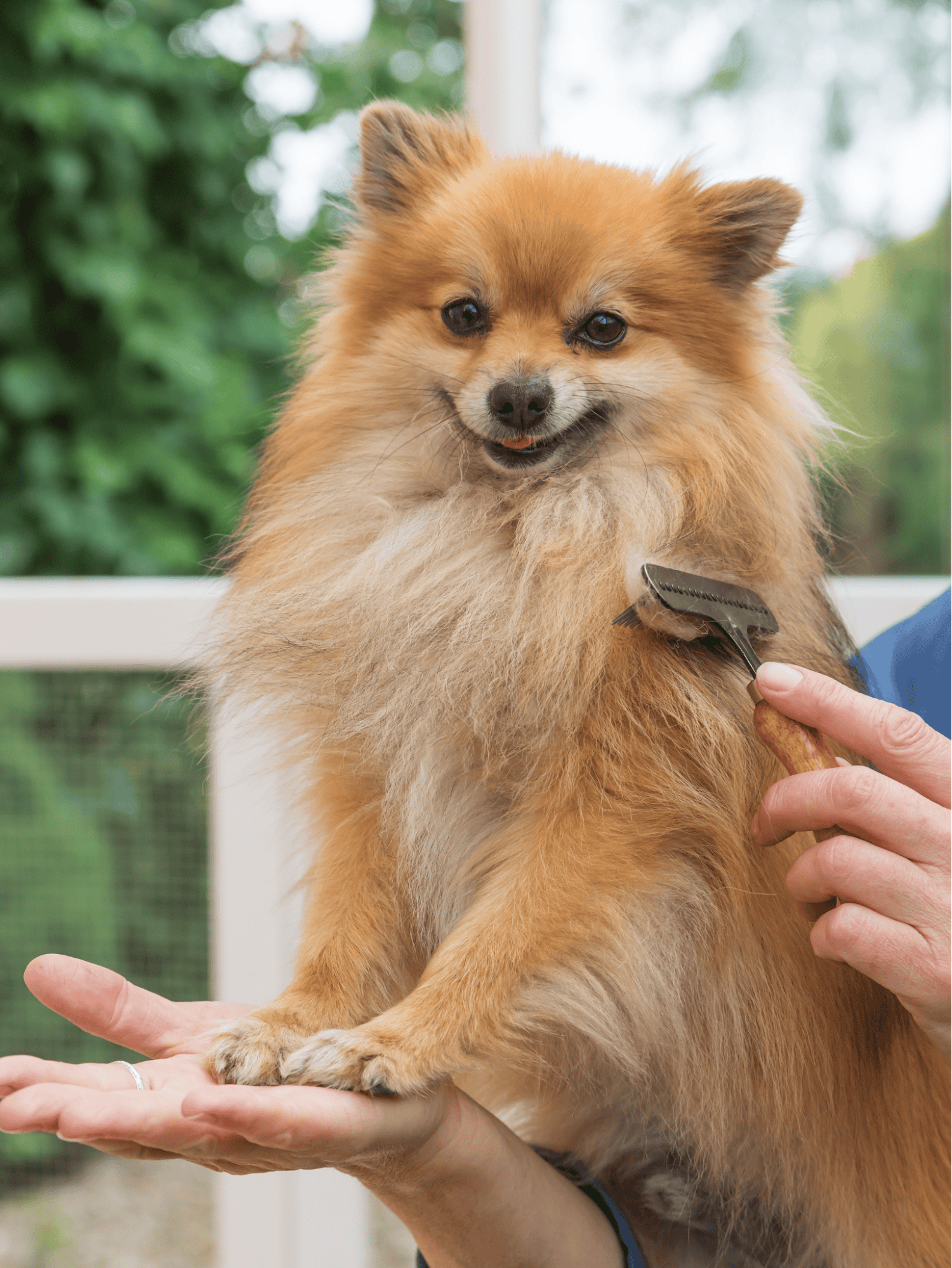 Close-up of Pomeranian receiving professional grooming service, grooming tools, pet care, dog grooming, pet grooming expertise.