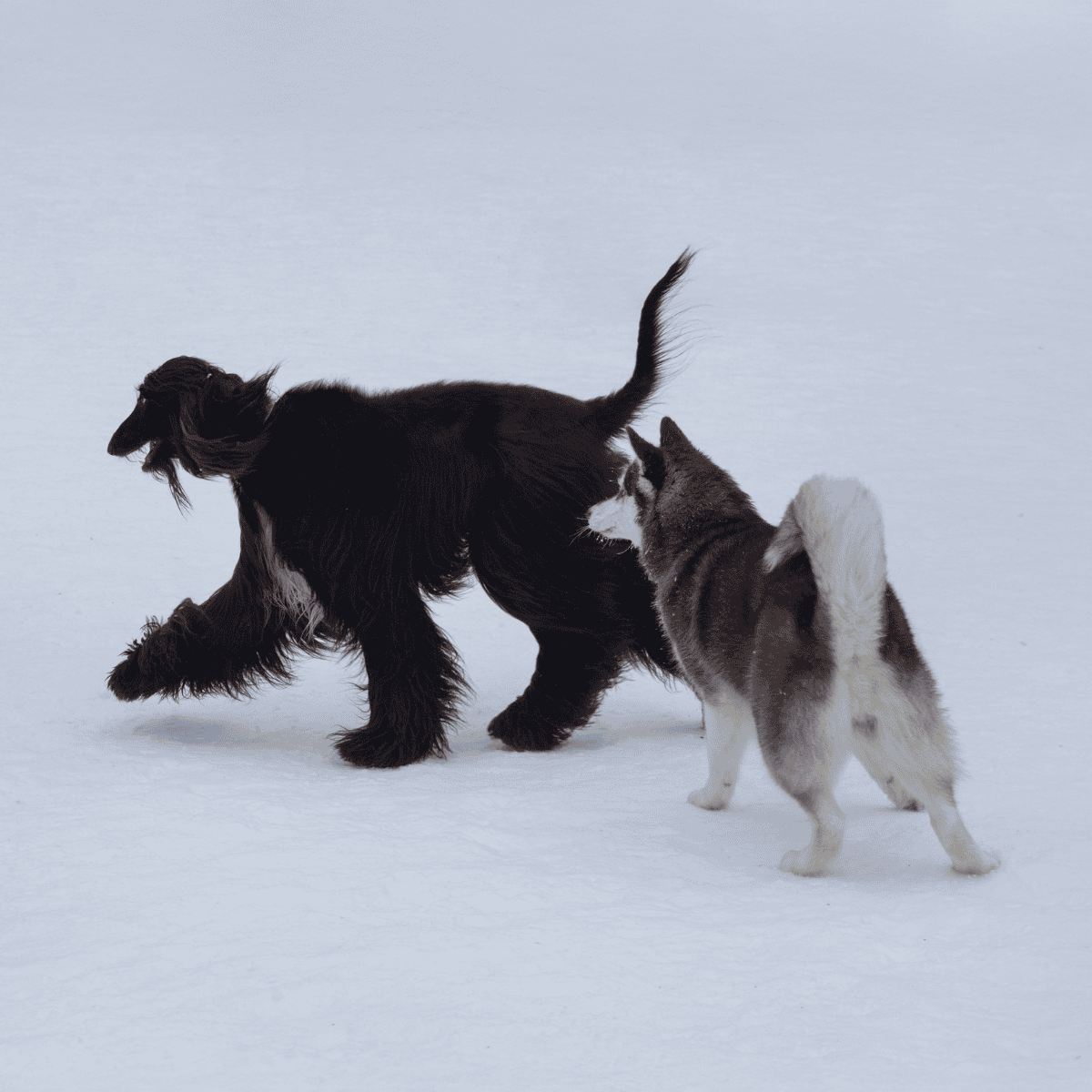 Adorable Siberian Husky puppy and playful dog running in snow, outdoor winter activity, dog fun, pet companionship.
