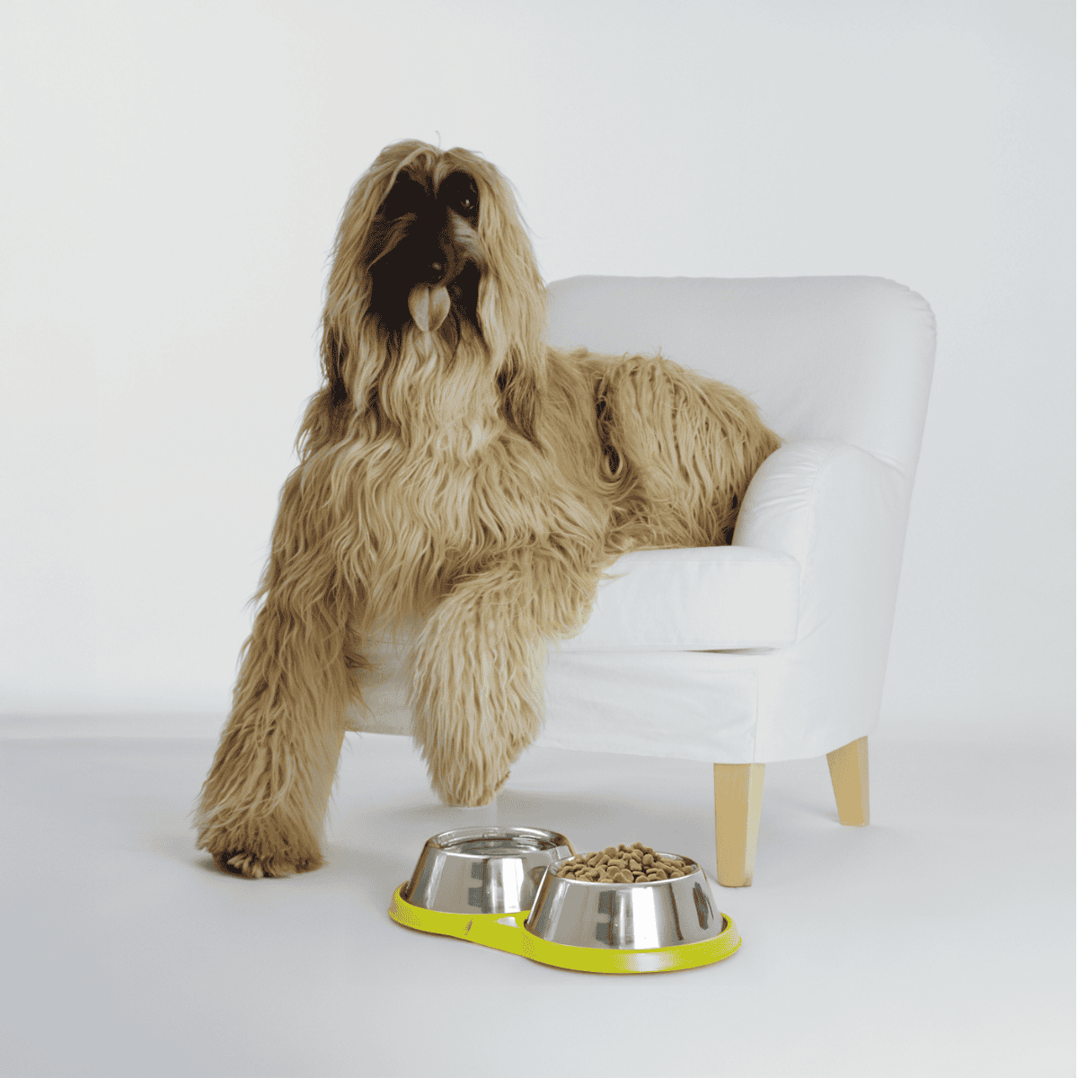 Afghan Hound Dog - Food & Diet Requirements