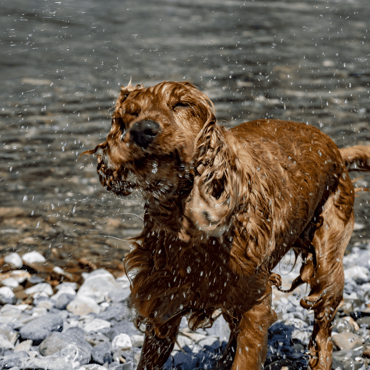 American Water Spaniel characteristics