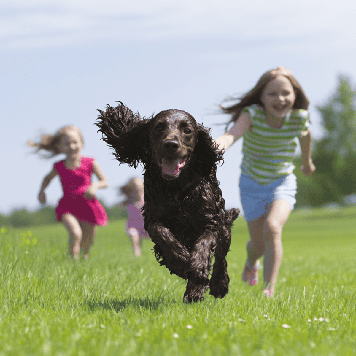 American Water Spaniel Dogs Are These Dogs Good For Families