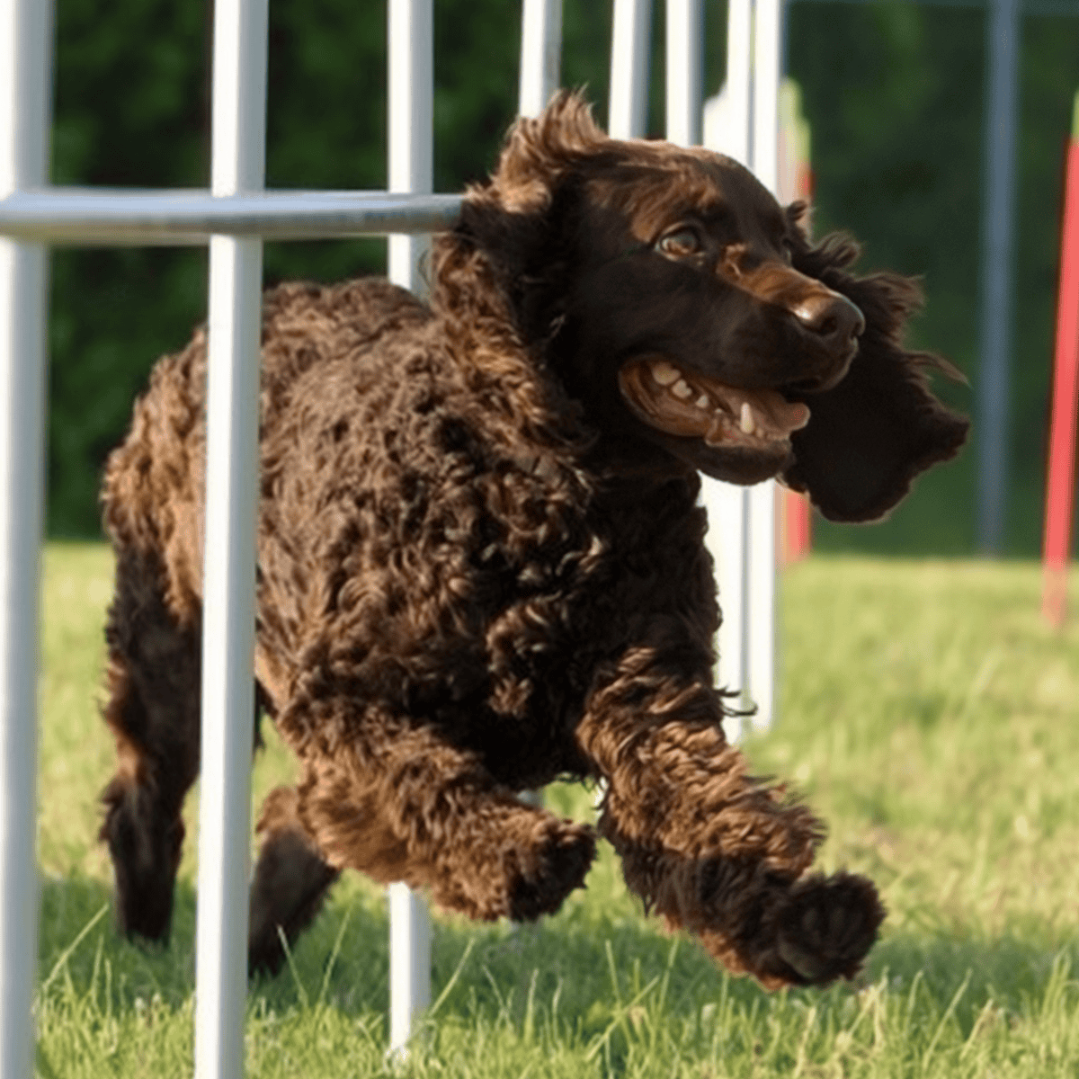 Energetic dog jumping through agility course with fun and exercise benefits.