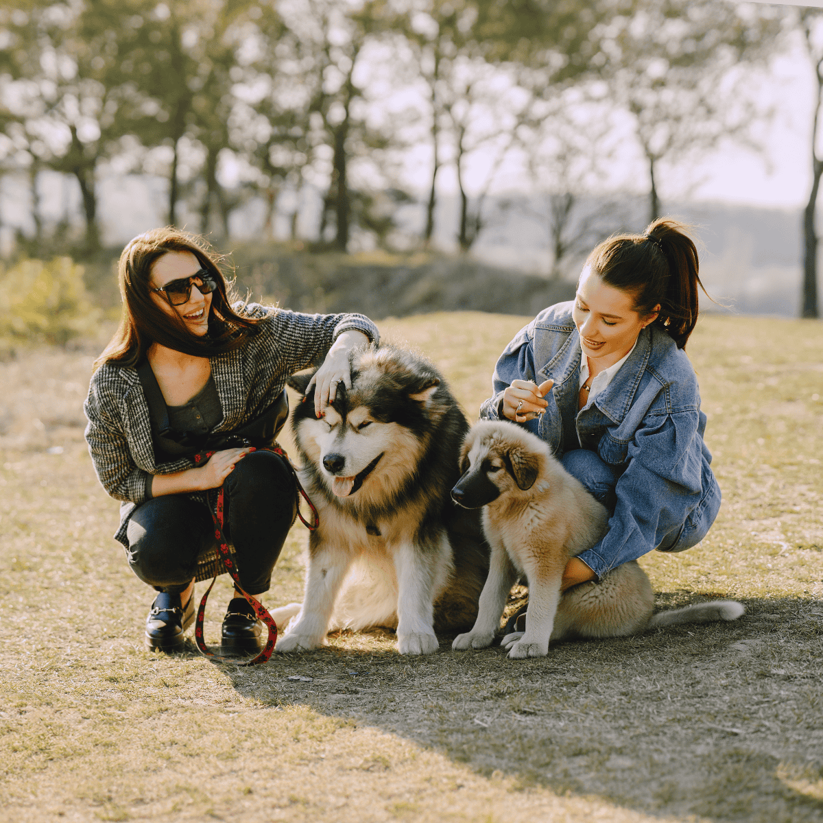 Happy women and adorable puppies enjoying outdoor play in a scenic park. Perfect for dog lovers and pet care tips.