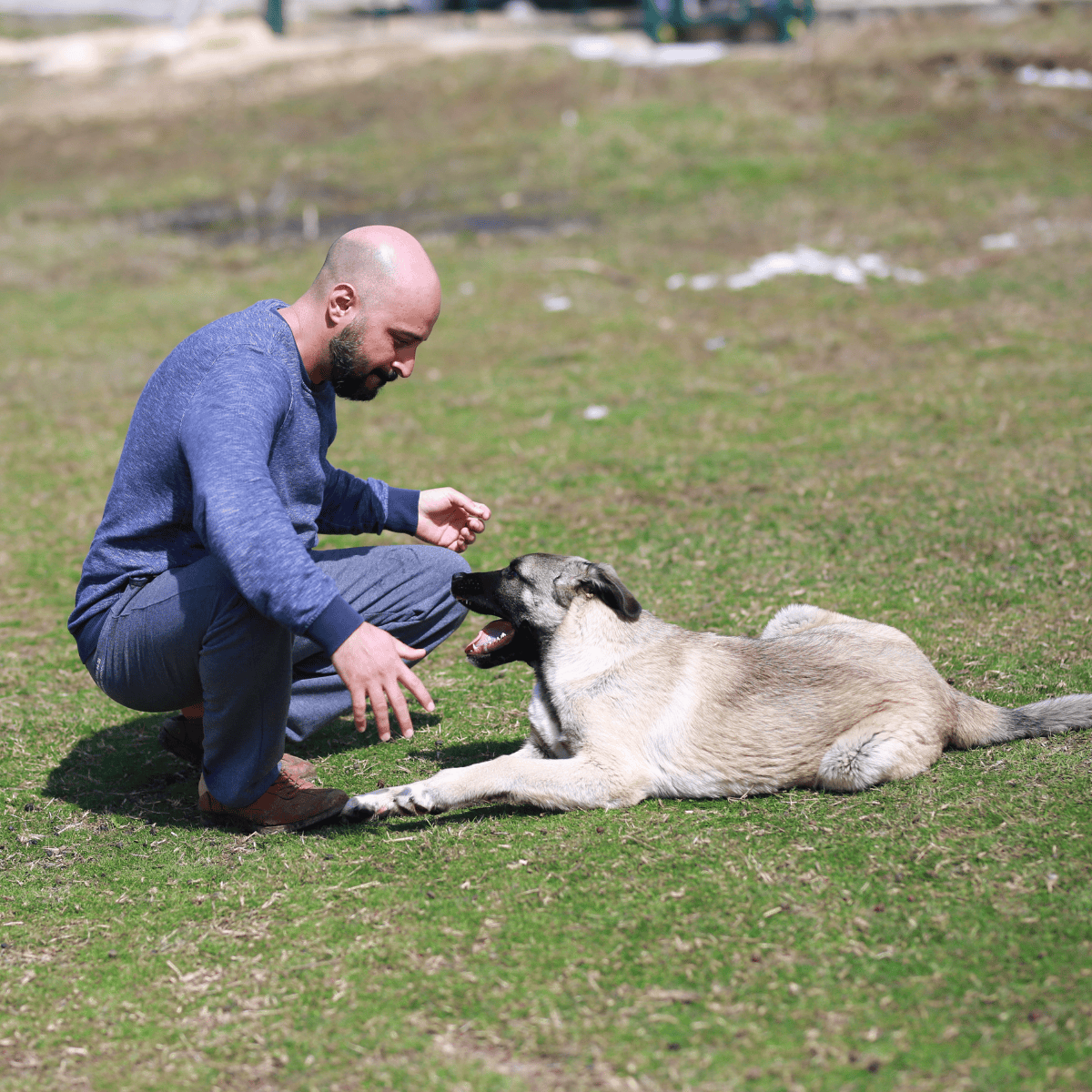 Anatolian Shepherd characteristics
