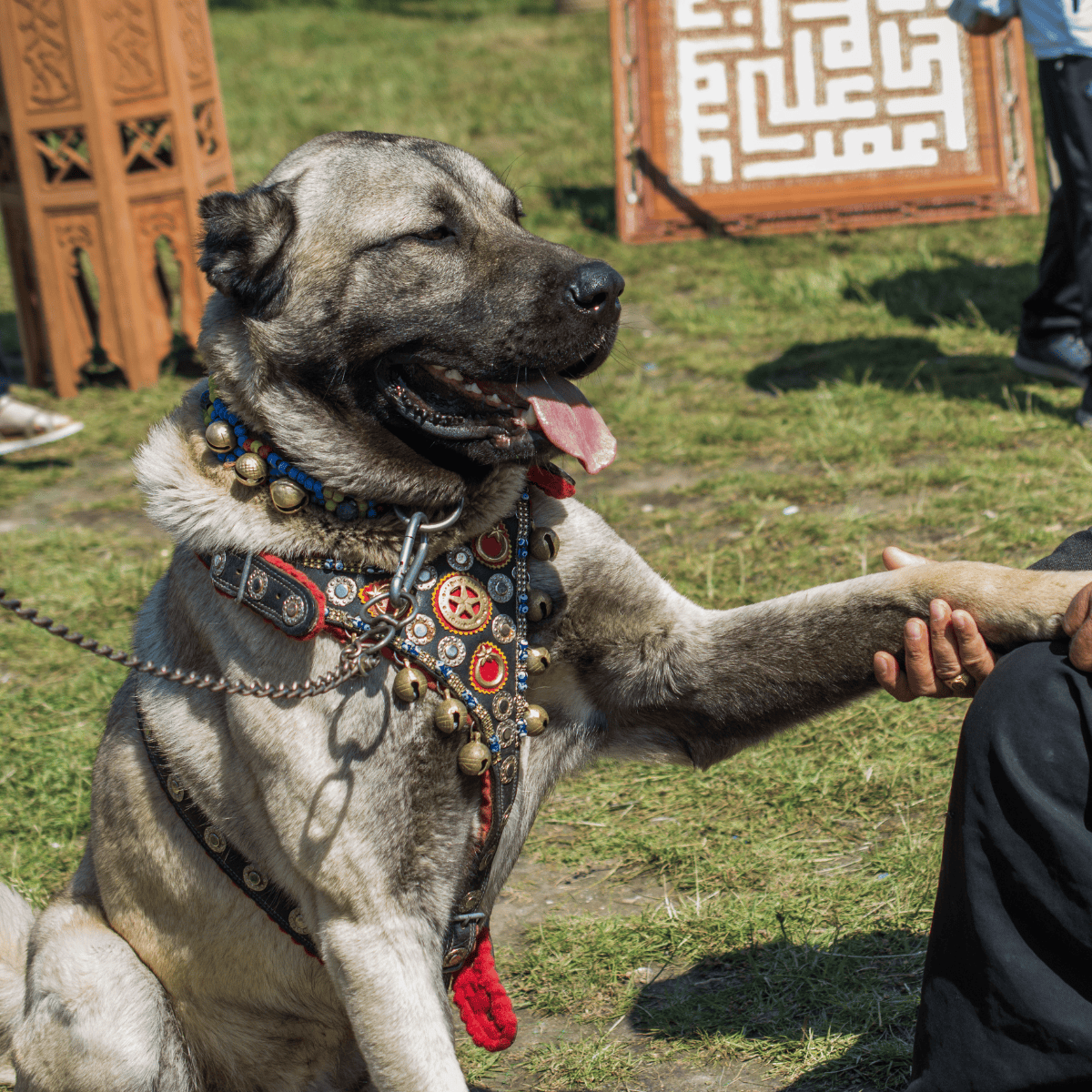Dog wearing colorful decorative jewelry at outdoor event.