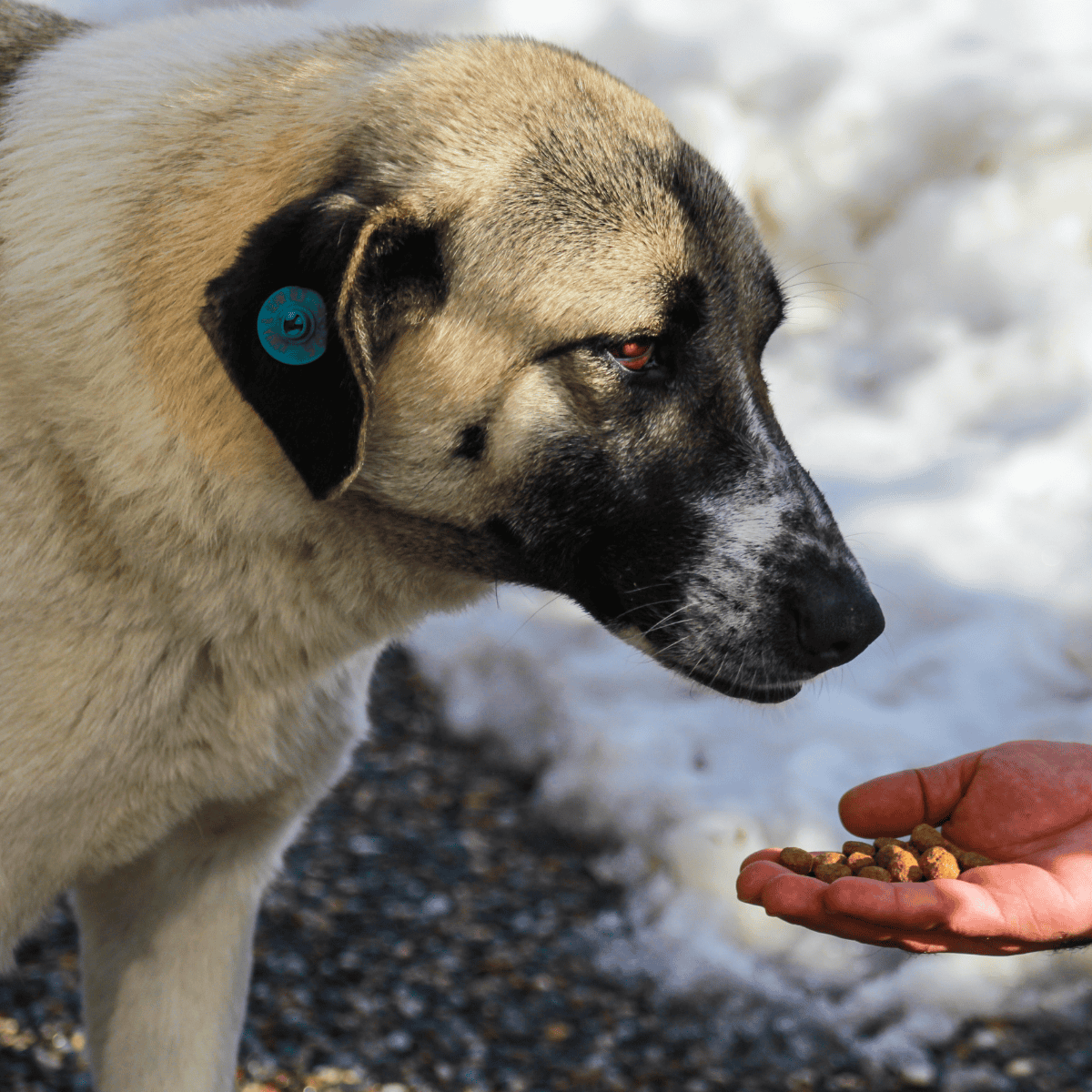 Close-up of a large dog being fed dog food by a person outdoors, snow in the background.