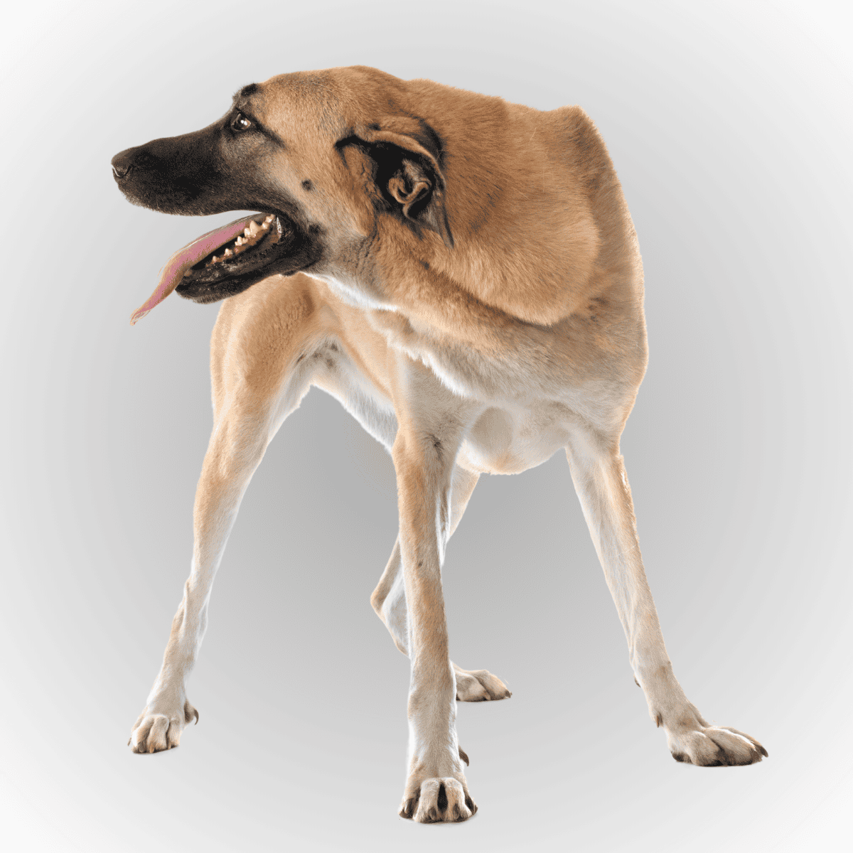 Anatolian Shepherd photo 2
