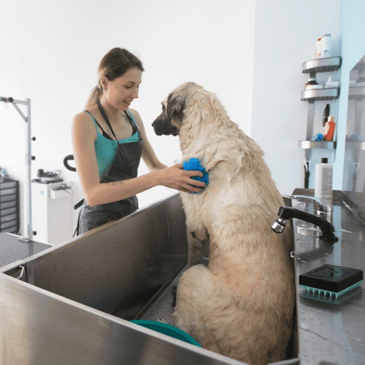 Anatolian Shepherd Grooming