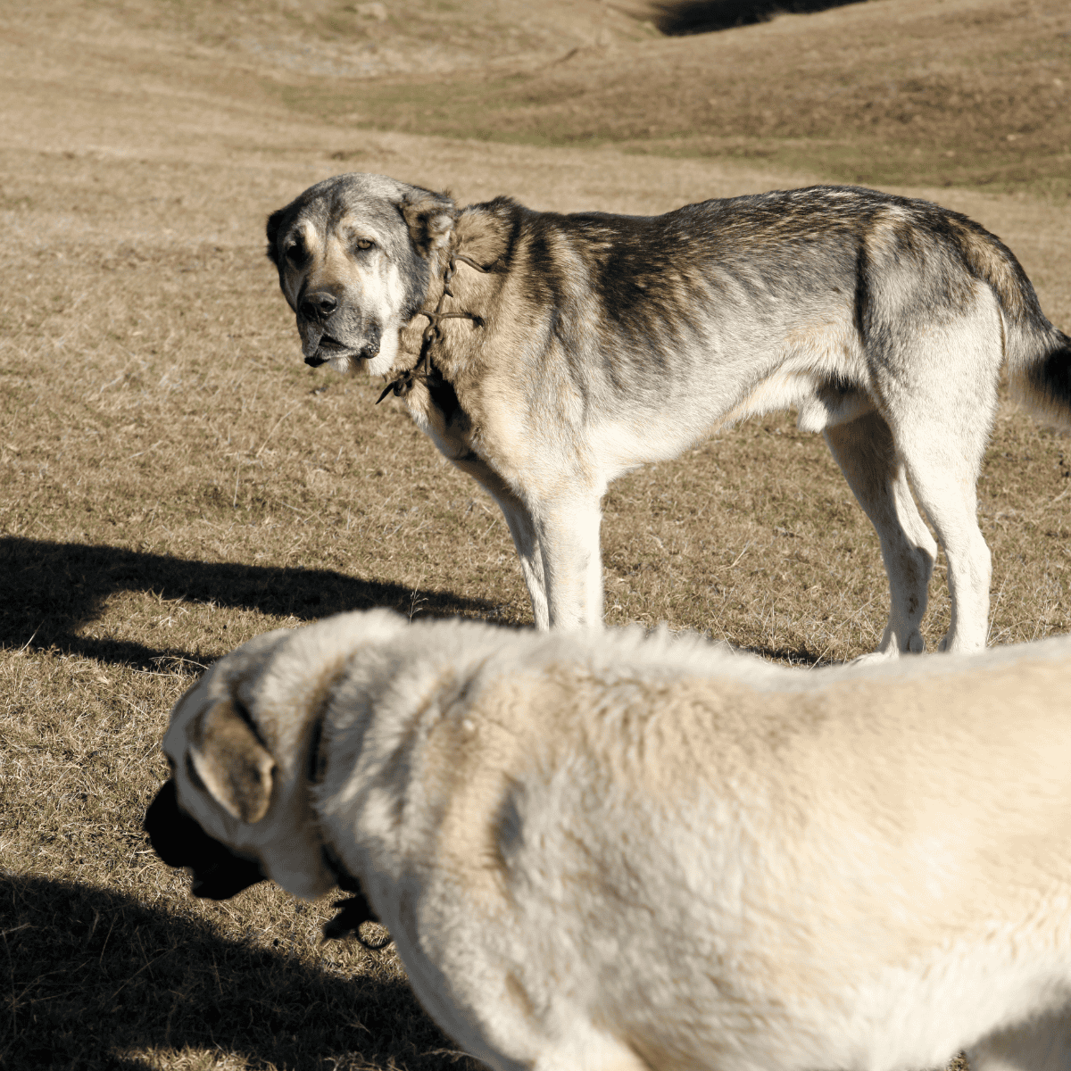 Anatolian Shepherd Male Vs. Female