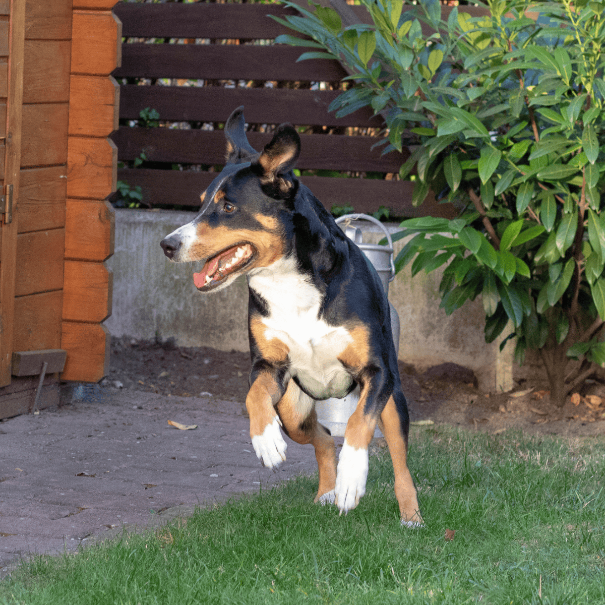 Appenzeller Sennenhund characteristics