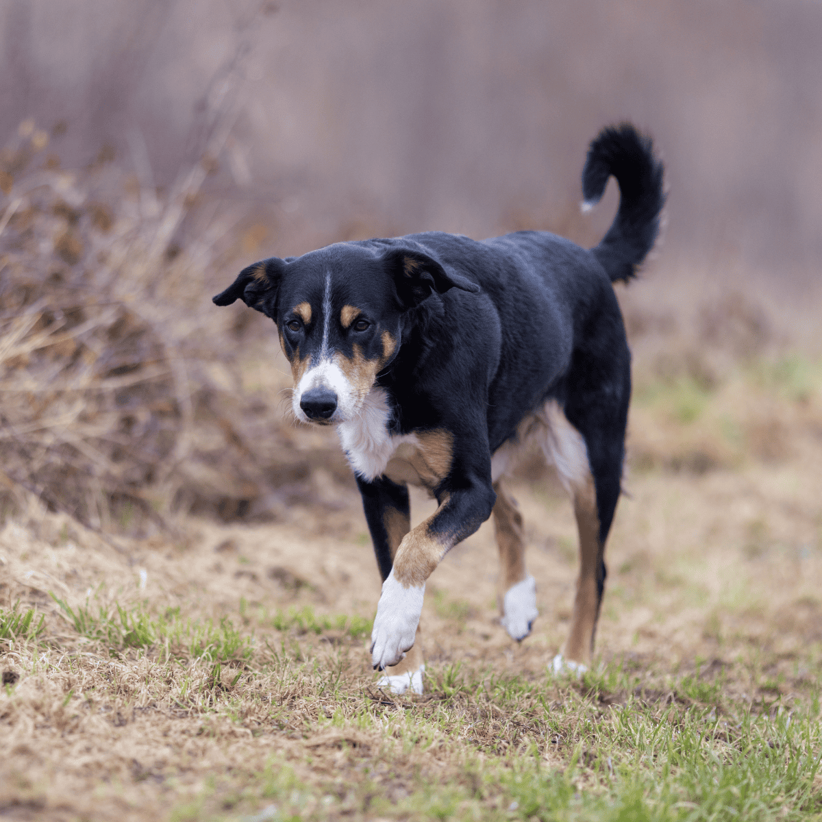Adorable mixed-breed dog walking in the park, enjoying fresh air and outdoor adventures.