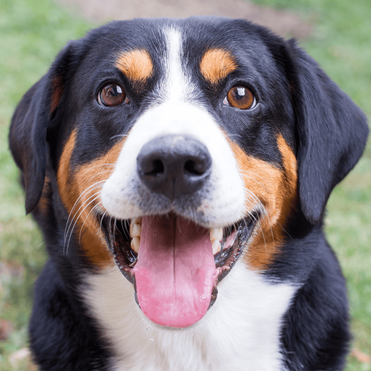 Appenzeller Sennenhund photo 1