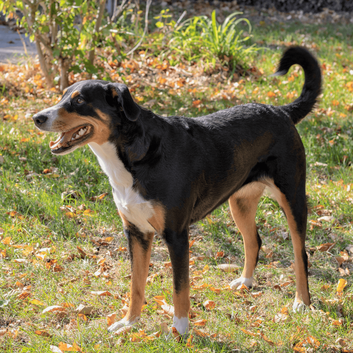Appenzeller Sennenhund photo 3