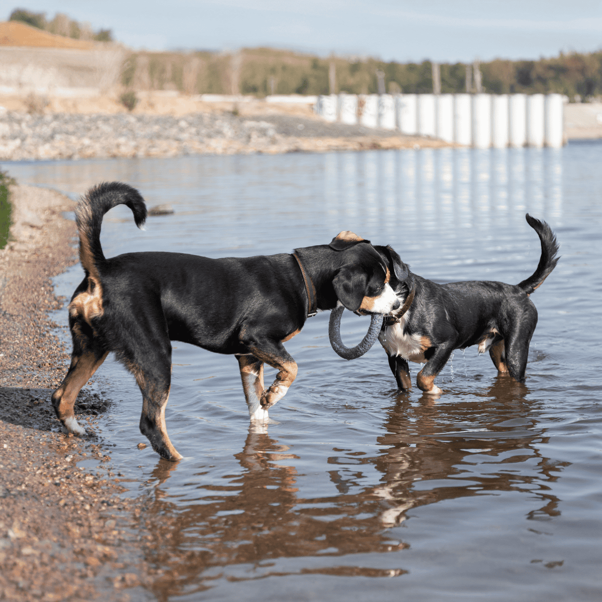 Two dogs playing with a ring toy in the water at the lake.