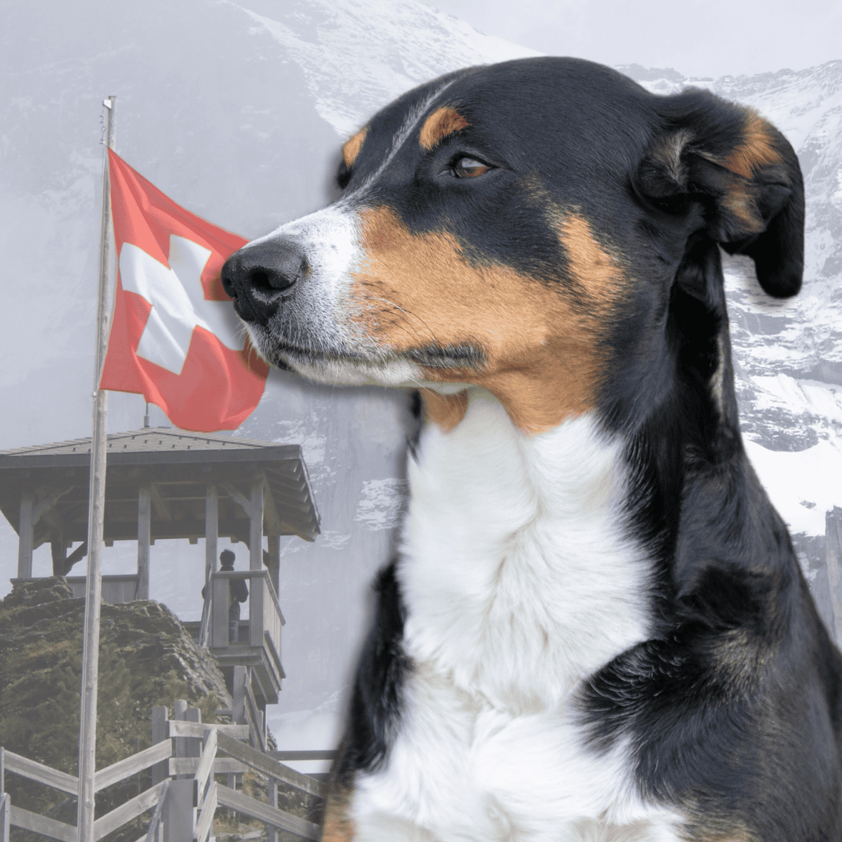 Close-up of a tri-color Swiss mountain dog with the Swiss flag background, mountain landscape.