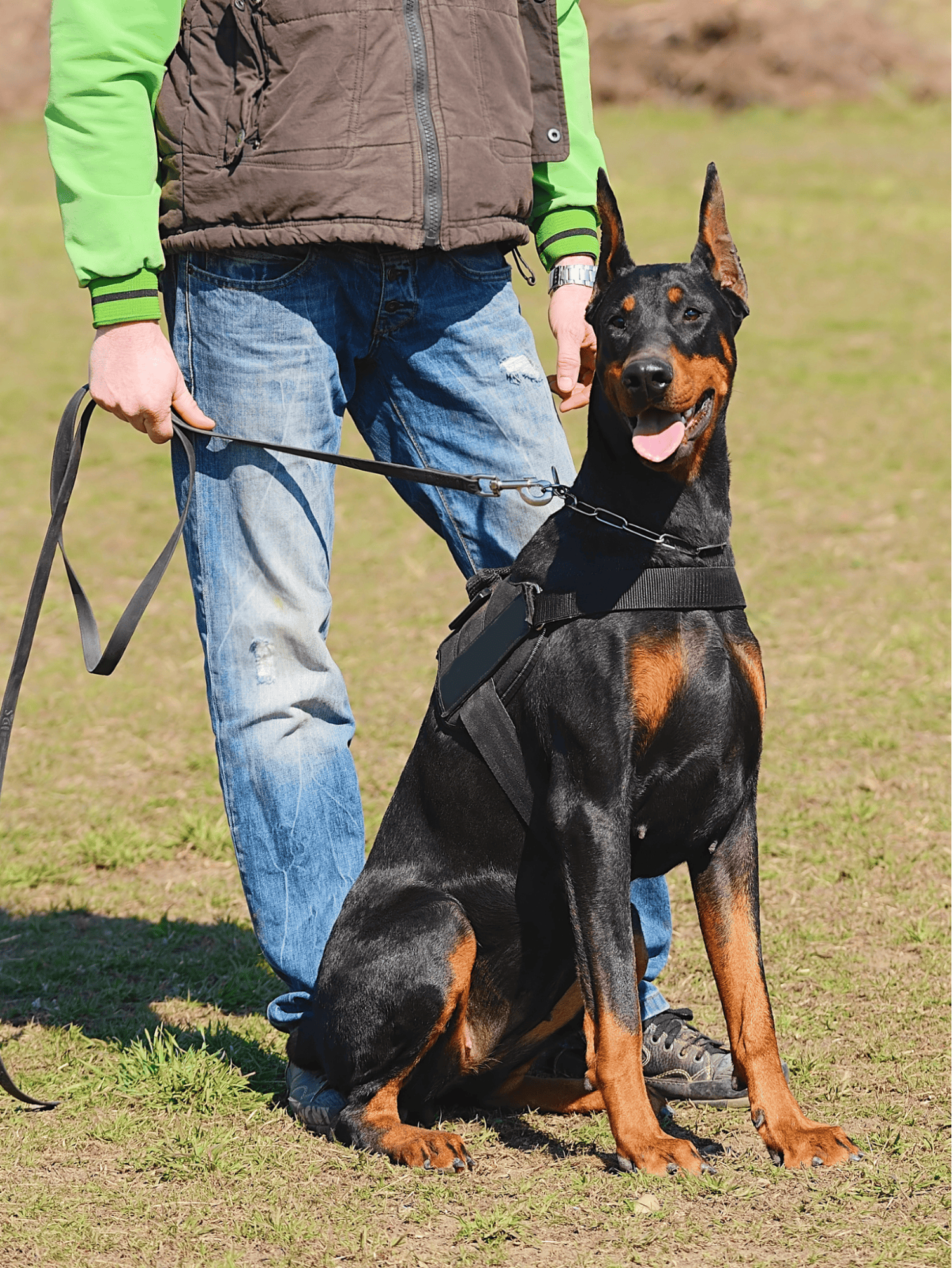 Are These Dogs Good For Families