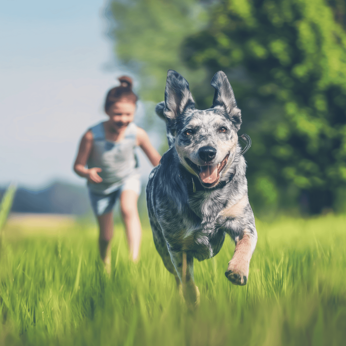 Australian Cattle Are These Dogs Good For Families