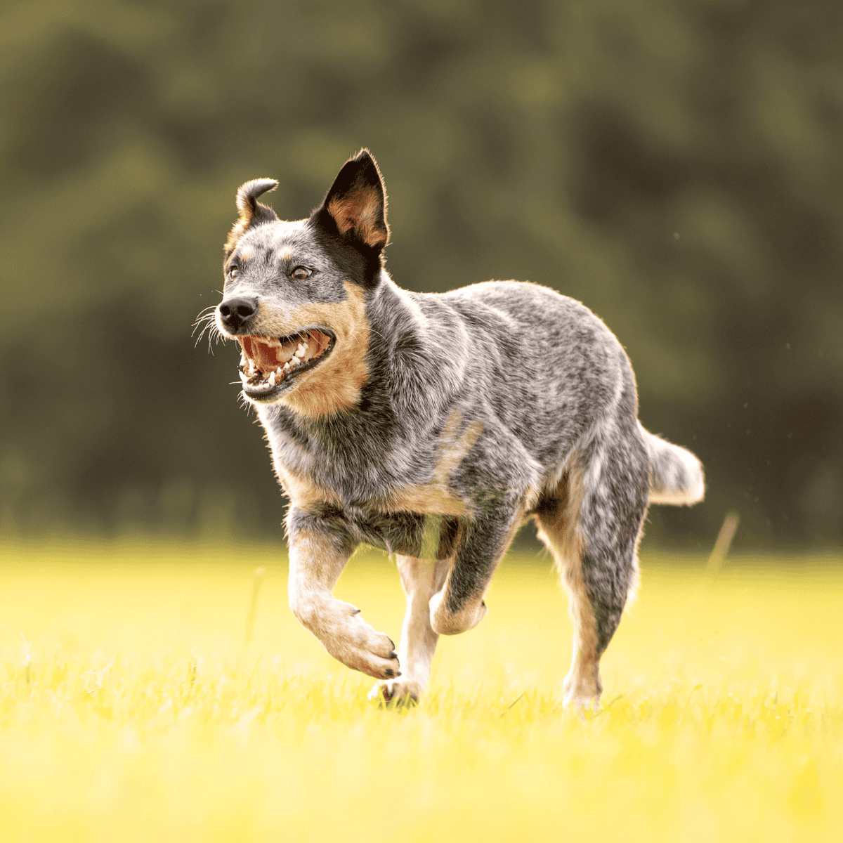 Australian Cattle characteristics